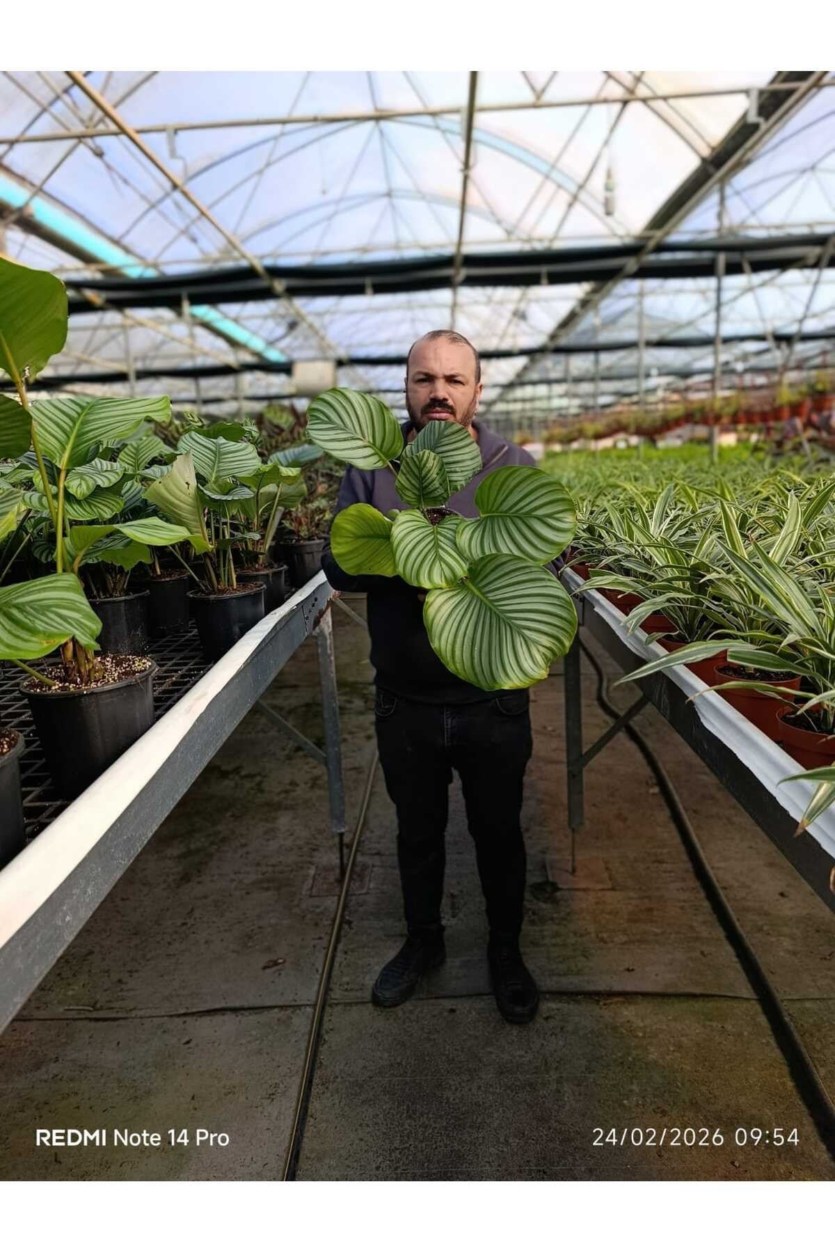 Calathea Orbifolia Dua Çiçeği – Büyük Yapraklı Dekoratif Canlı Salon Bitkisi Ev Ofis Bitkisi