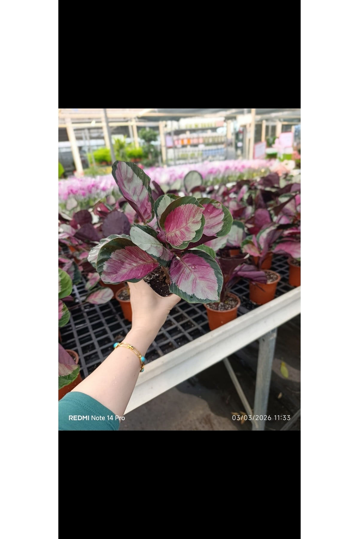 Calathea Roseopicta Dua Çiçeği - Özel İthal Canlı Bitki - Pembe Yapraklı Salon Çiçeği 12cm Saksıda