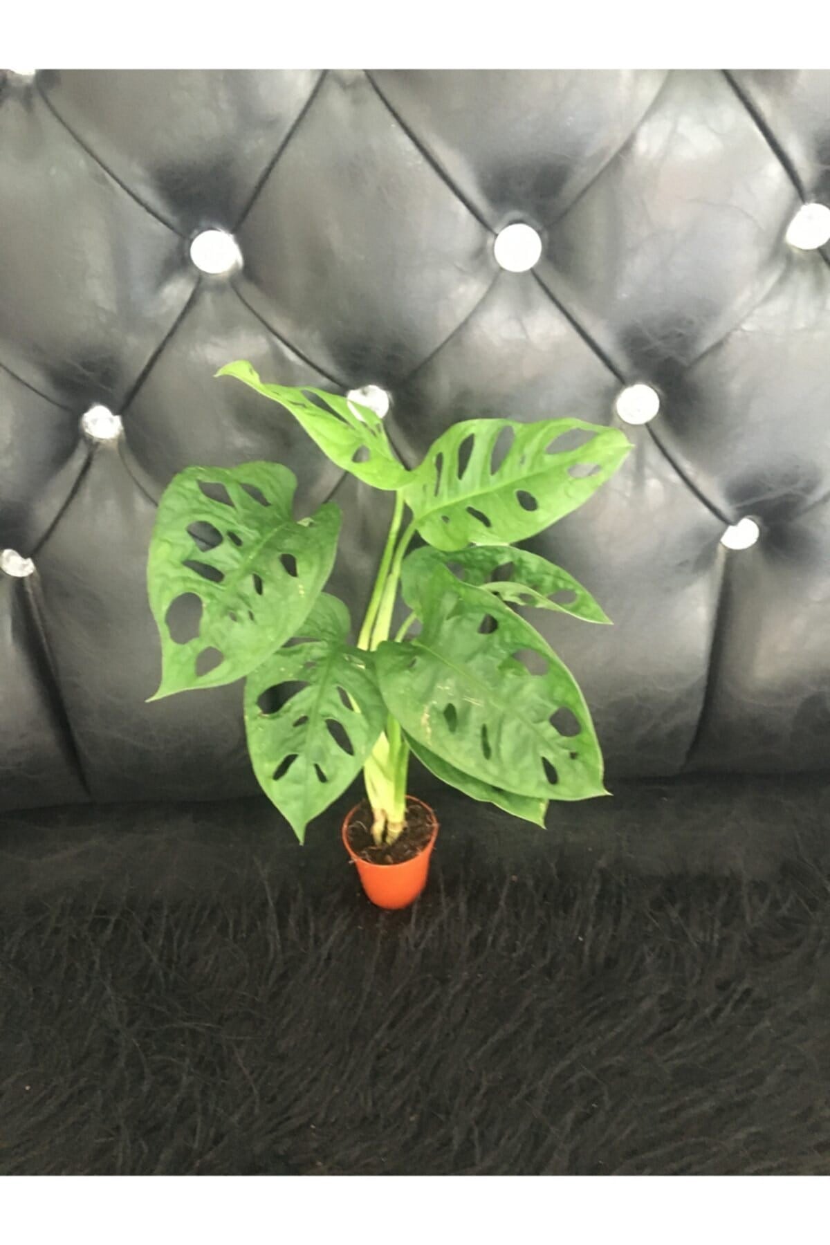 Canlı Deve Tabanı ( Monstera Monkey )