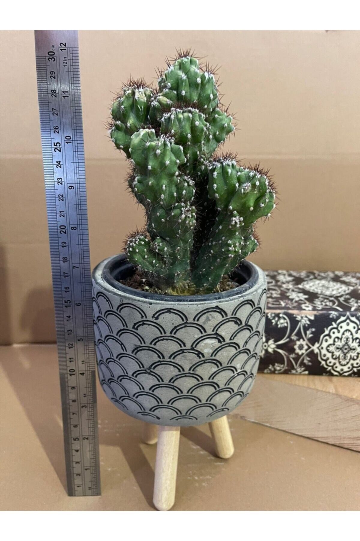Cereus Peruvianusun Cristata 12*9 Cm Beton Ayaklı Saksıda Radyasyon Emici Kaktüs Iç Mekan Bitkisi