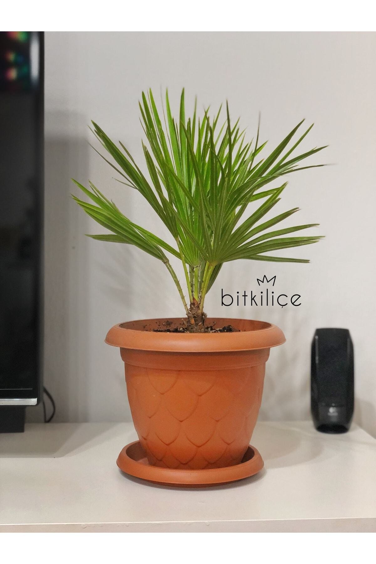 Chamaerops Humilis (bodur Palmiye) 40-50 Cm