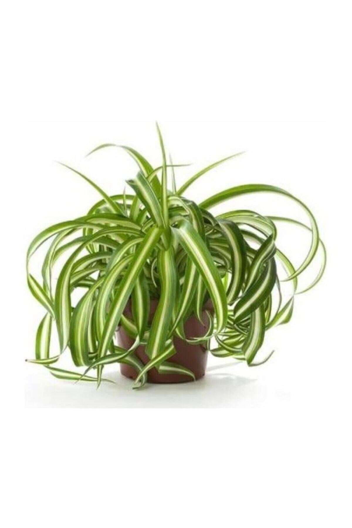 Chlorophytum Comosum Kurdele Çiçeği, 30-40 Cm