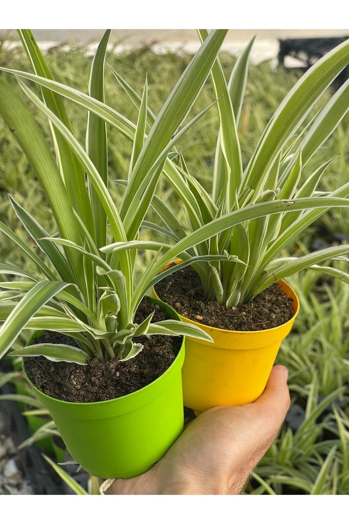 Chlorophytum Comosum Kurdele Çiçeği