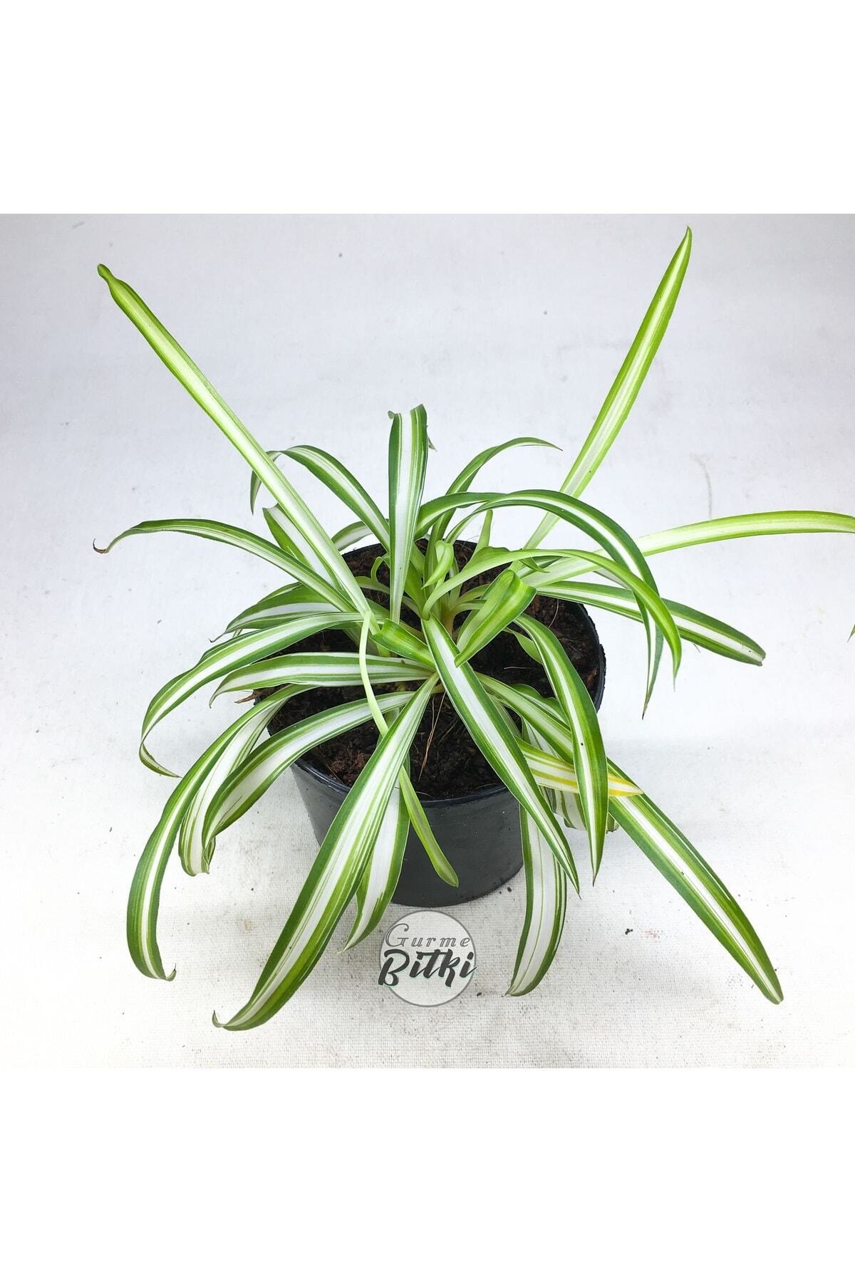 Chlorophytum Comosum Saksılı Kurdele Çiçeği - Spider Plant