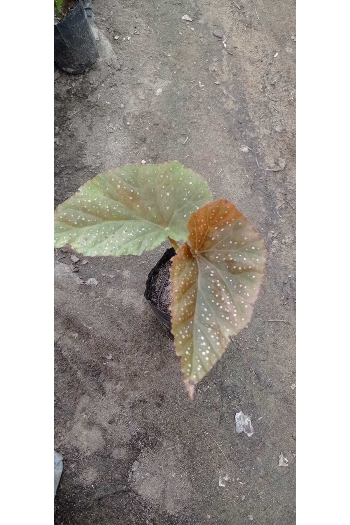 Çilli Begonya