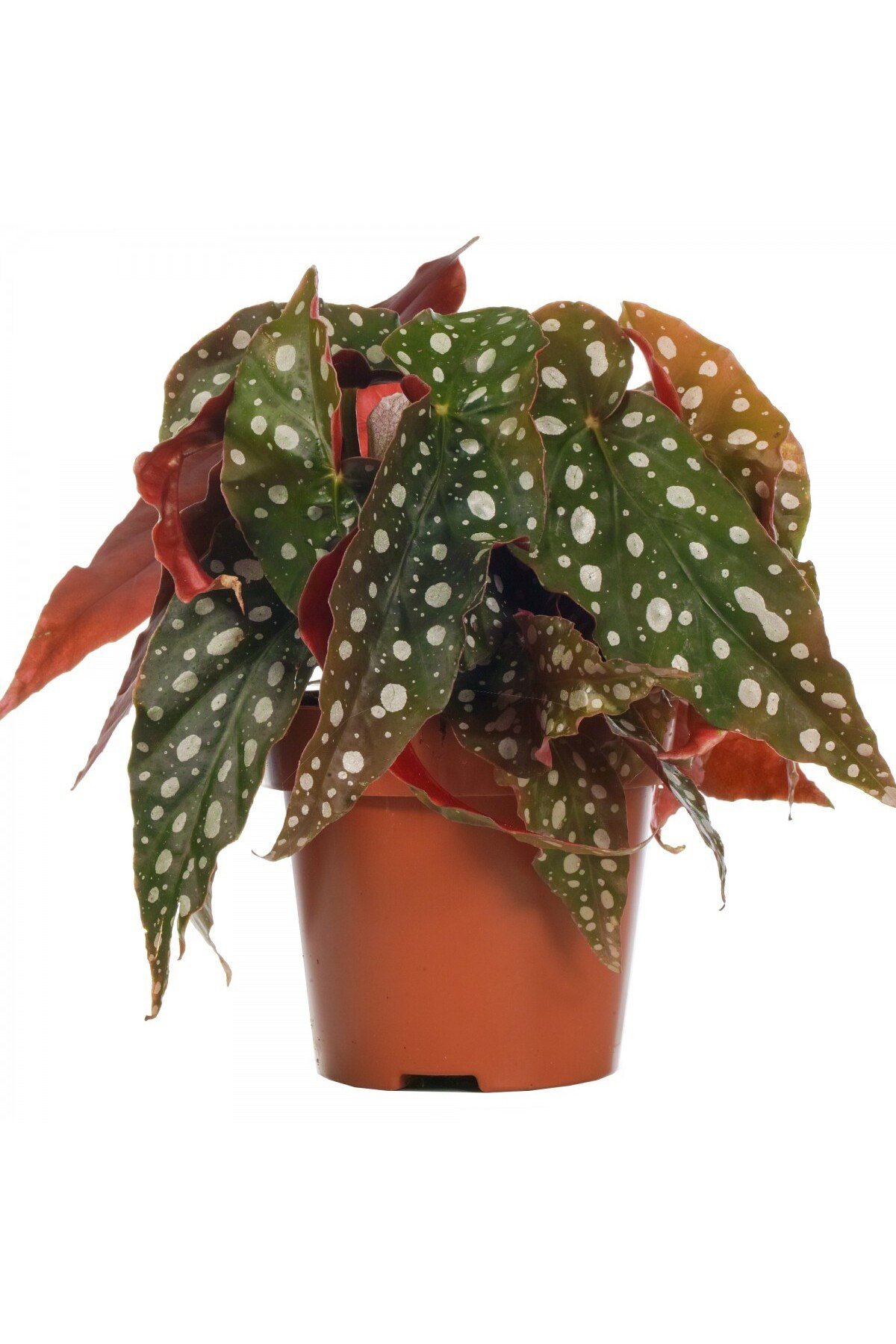Çilli Begonya – Begonia Maculata