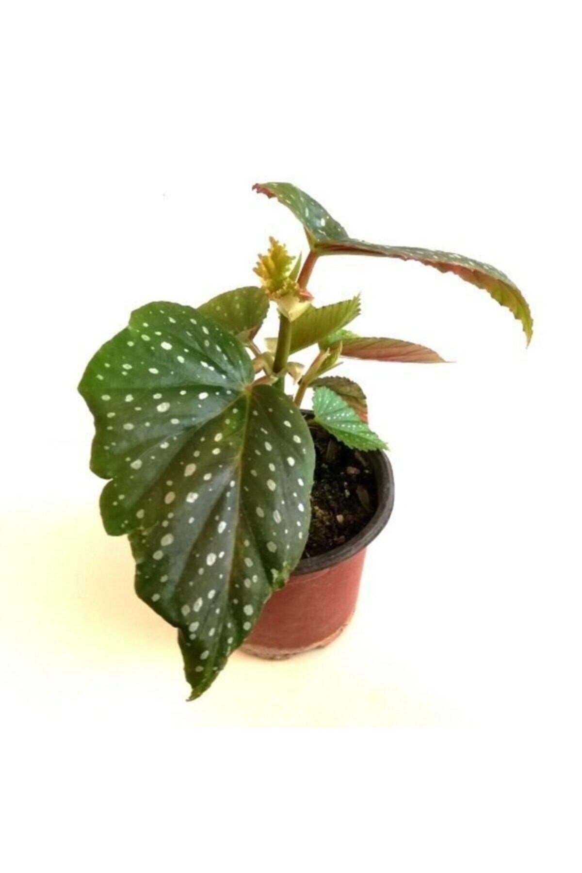 Çilli Begonya Çiçeği 25 Cm Begonia Aconitifolia Melek Kanadı