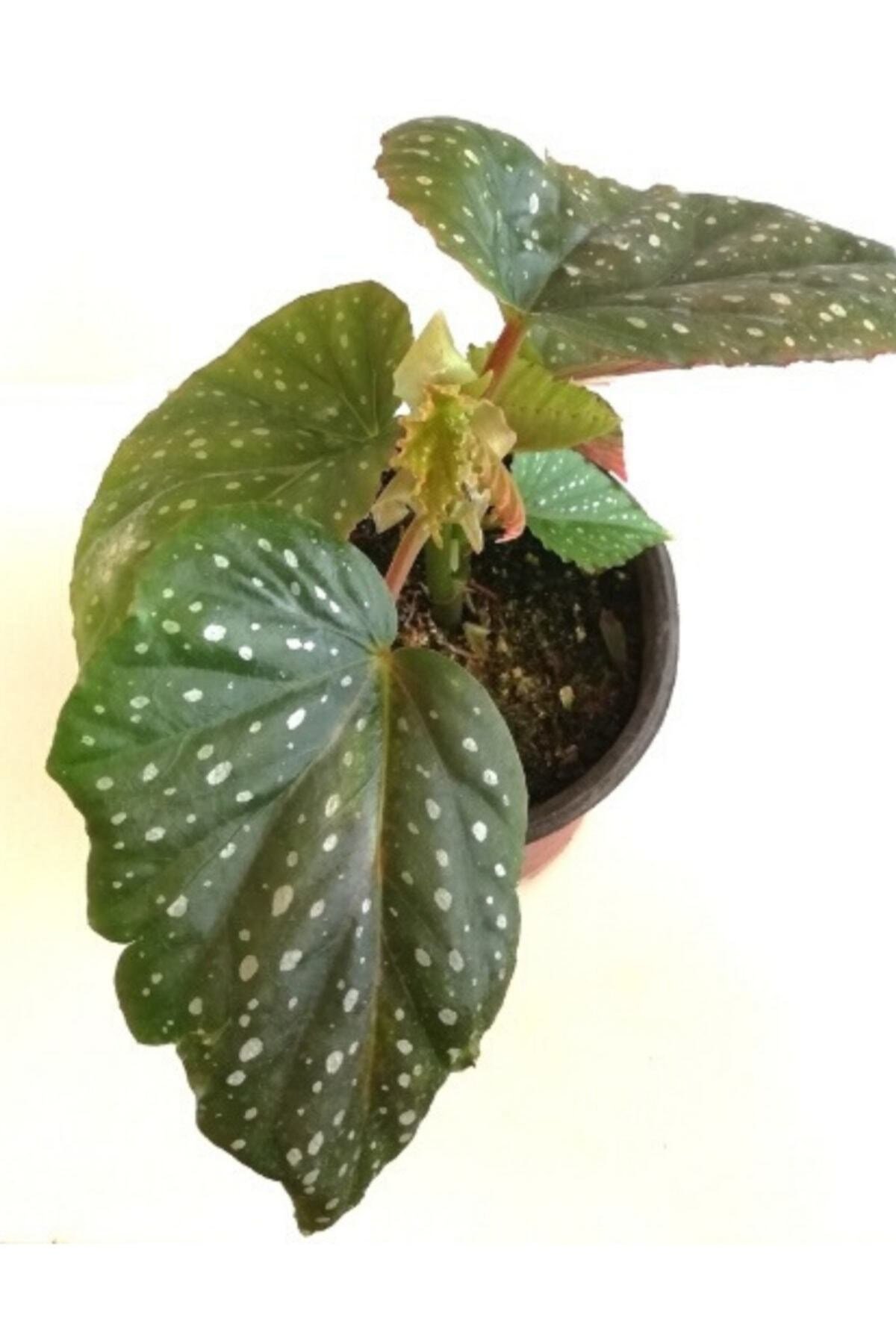 Çilli Begonya Çiçeği Begonia Aconitifolia Melek Kanadı 15 - 20 cm Saksılı