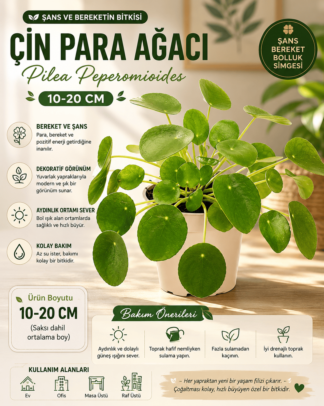 Çin Para Ağacı Pilea Peperomioides 10-20 Cm