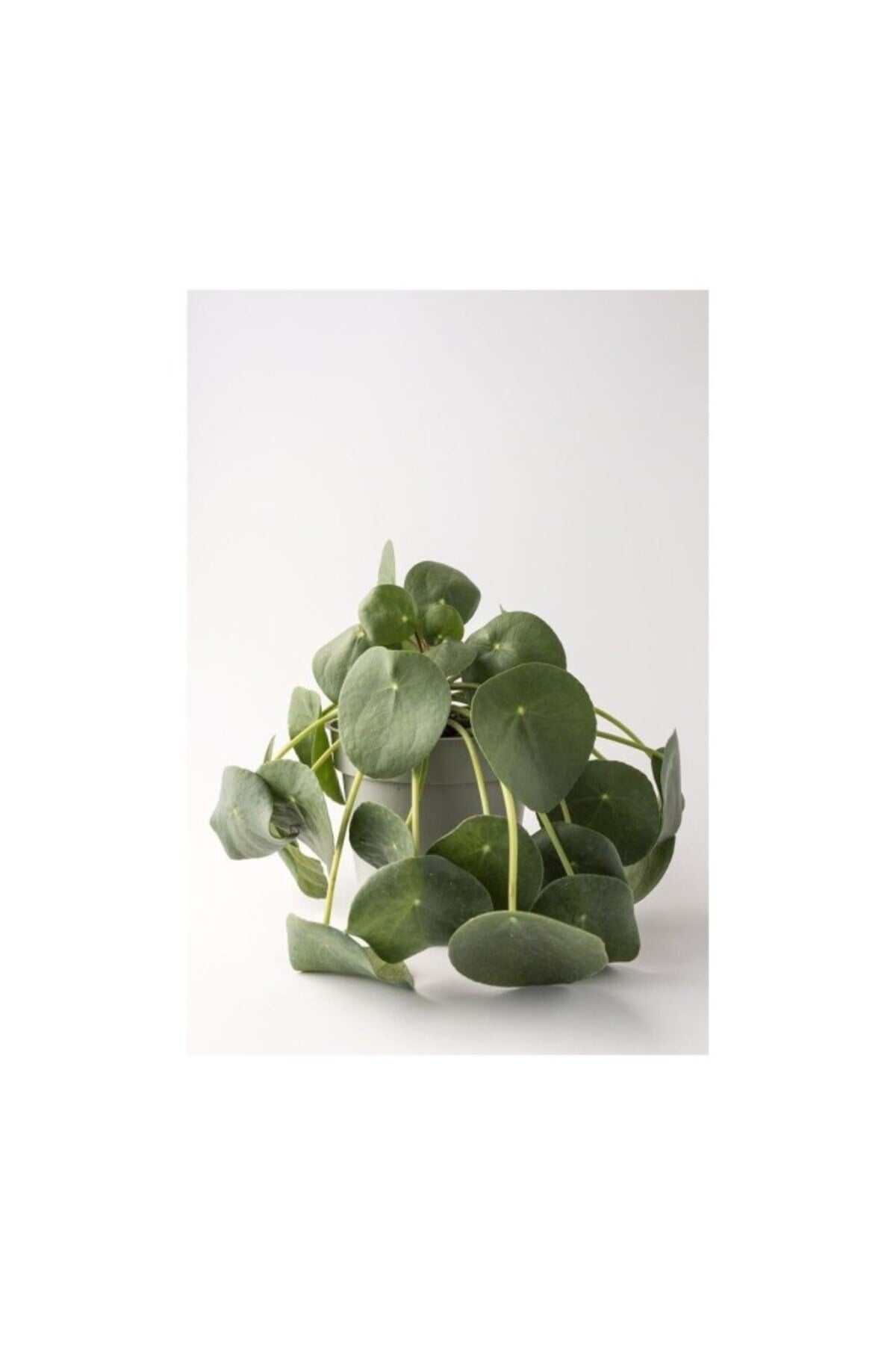Çin Para Çiçeği Fidanı (PİLEA PEPEROMİOİDES) 10-20 Cm