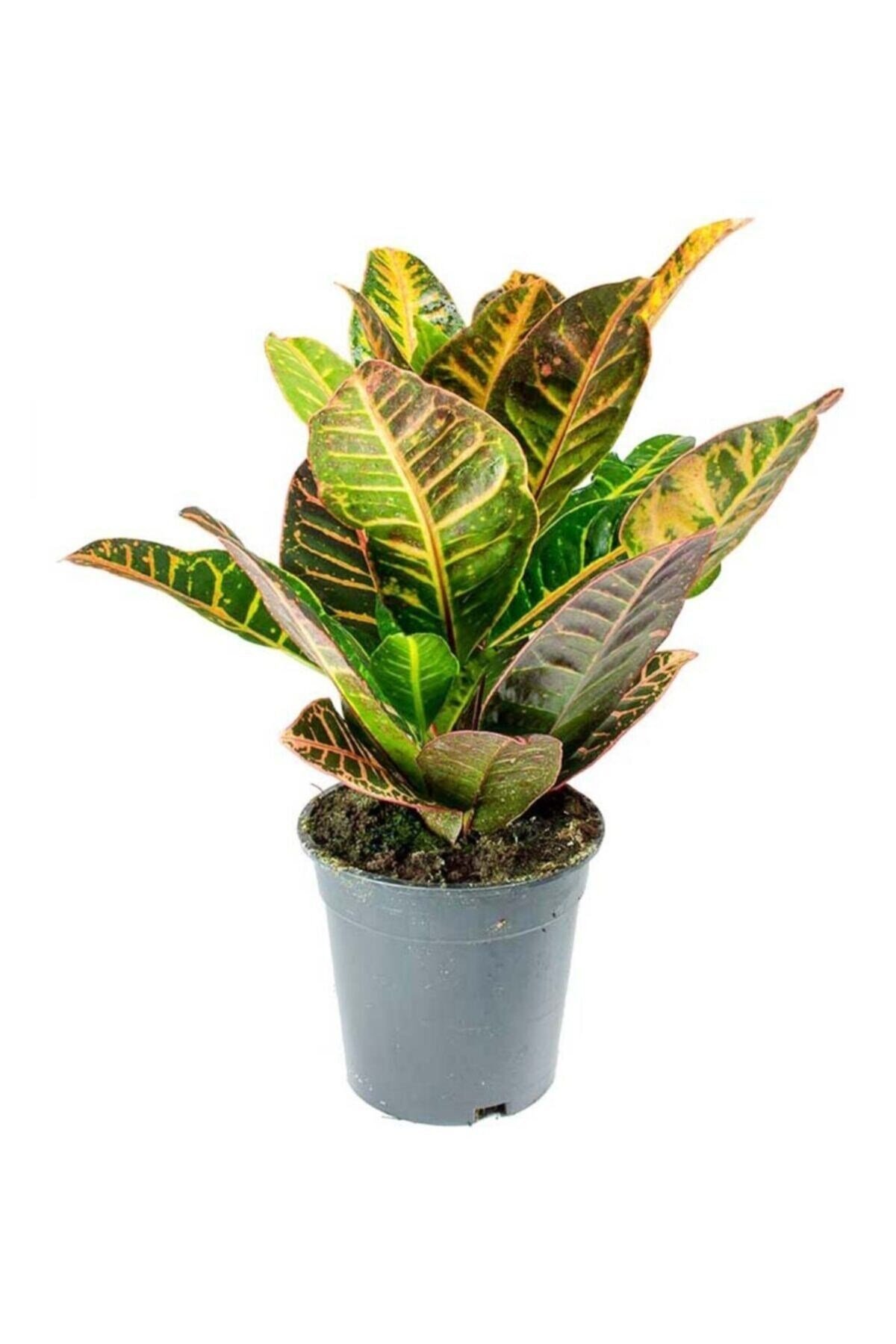 Codiaeum Petra - Kraton Çiçeği - Ev Ofis Salon Iç Mekan Bitkisi - 40 Cm