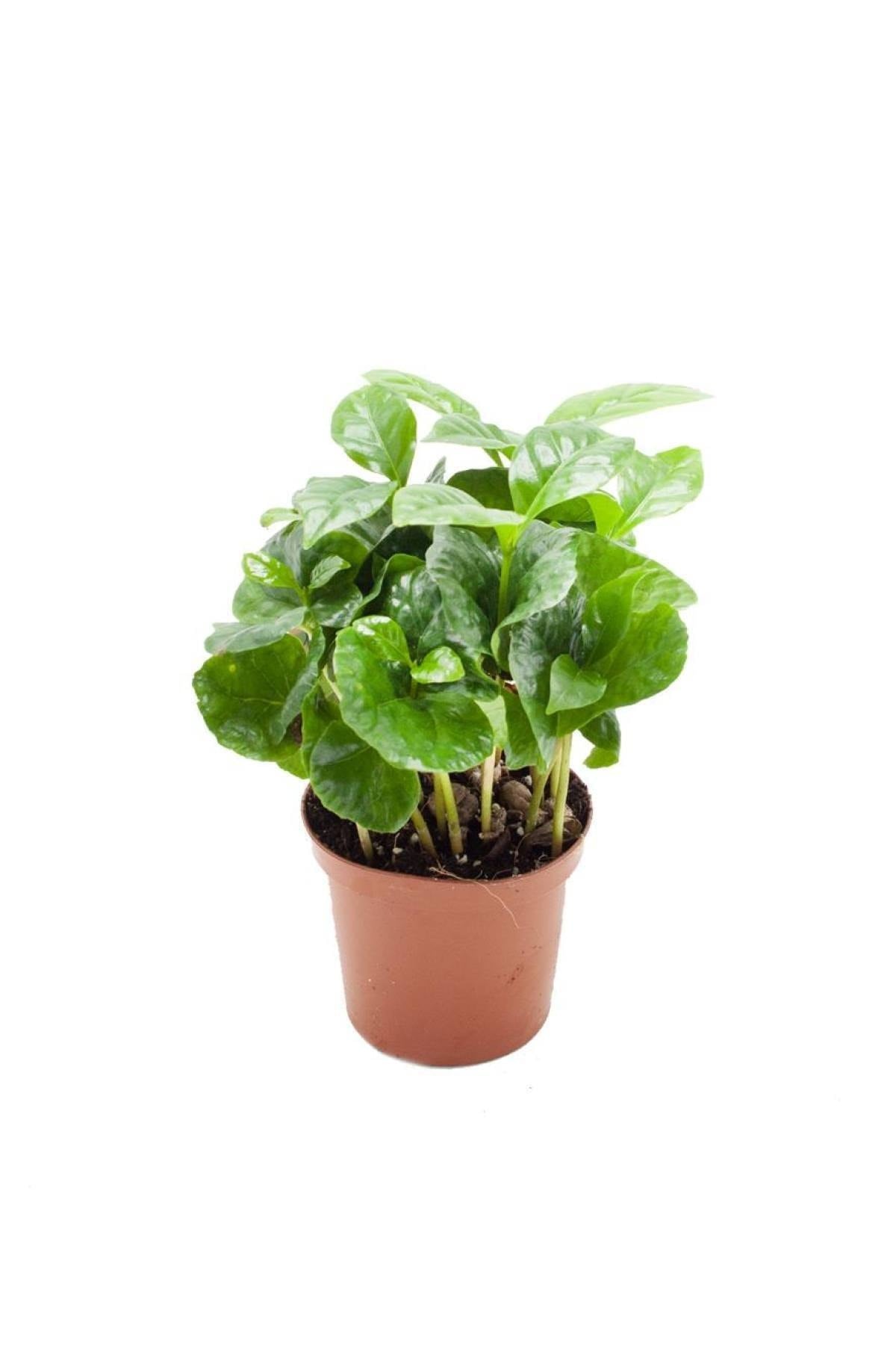 Coffea Arabica | Kahve Çiçegi (ıthal) 6cm Ø H:25