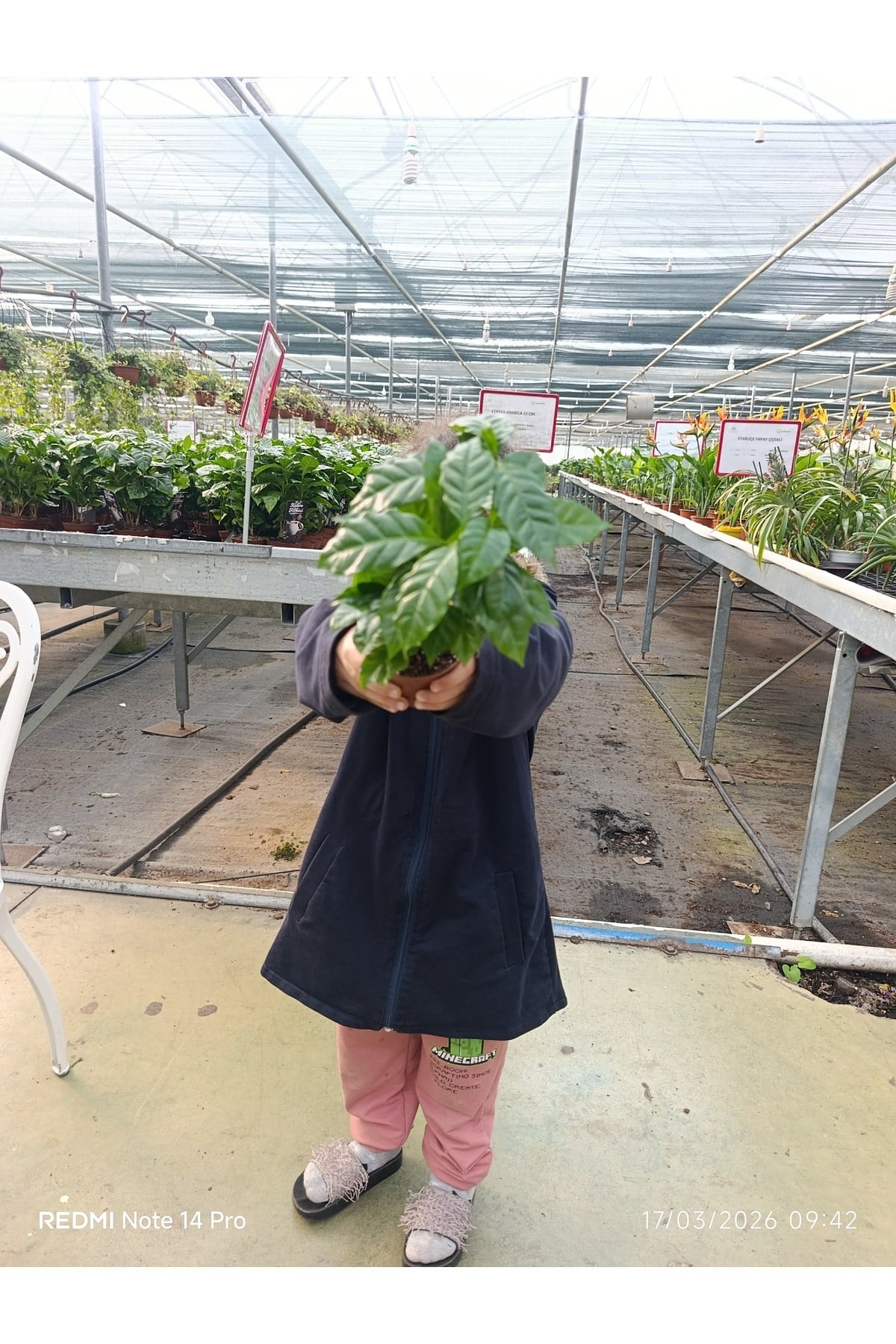 Coffea Arabica Kahve Fidanı - Bol Köklü Ev Tipi Kahve Ağacı - Hediyelik Canlı Saksı Bitkisi