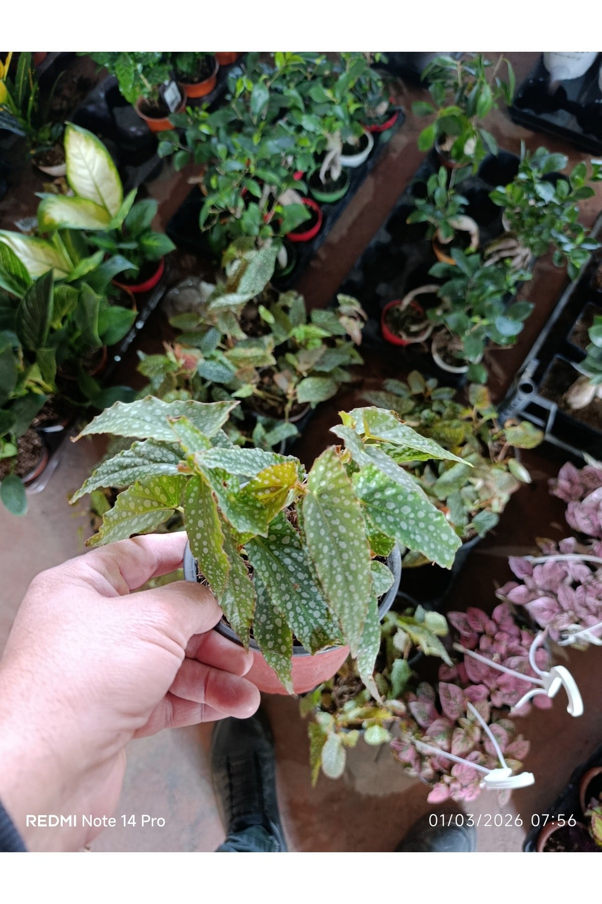Çok Köklü Nadir Begonia Maculata Çilli Begonya - Özel Puantiyeli Yapraklar - İthal Form Canlı Çiçek