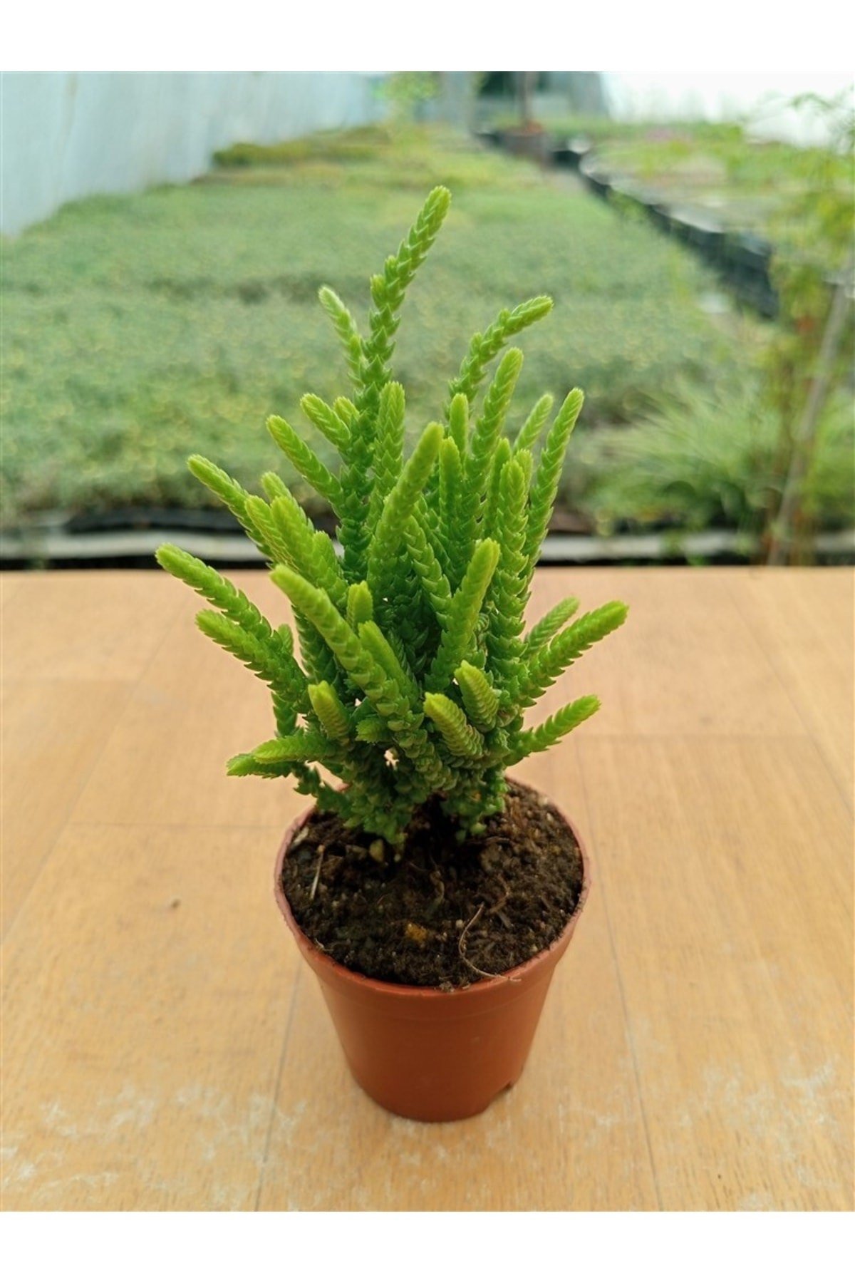 Crassula Muscosa ( Prenses Çamı ) (5,5 Cm )