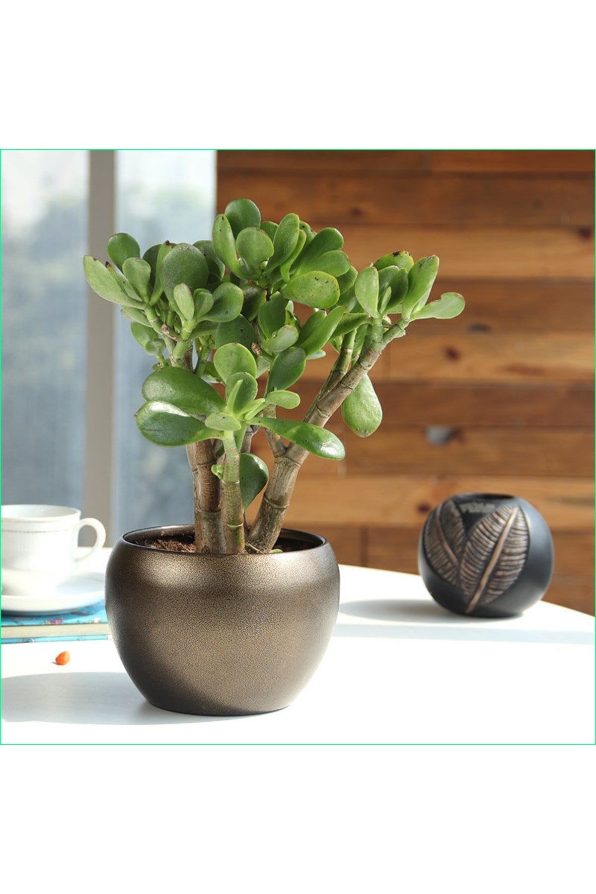 Crassula Ovata bereket ağacı para çiçeği