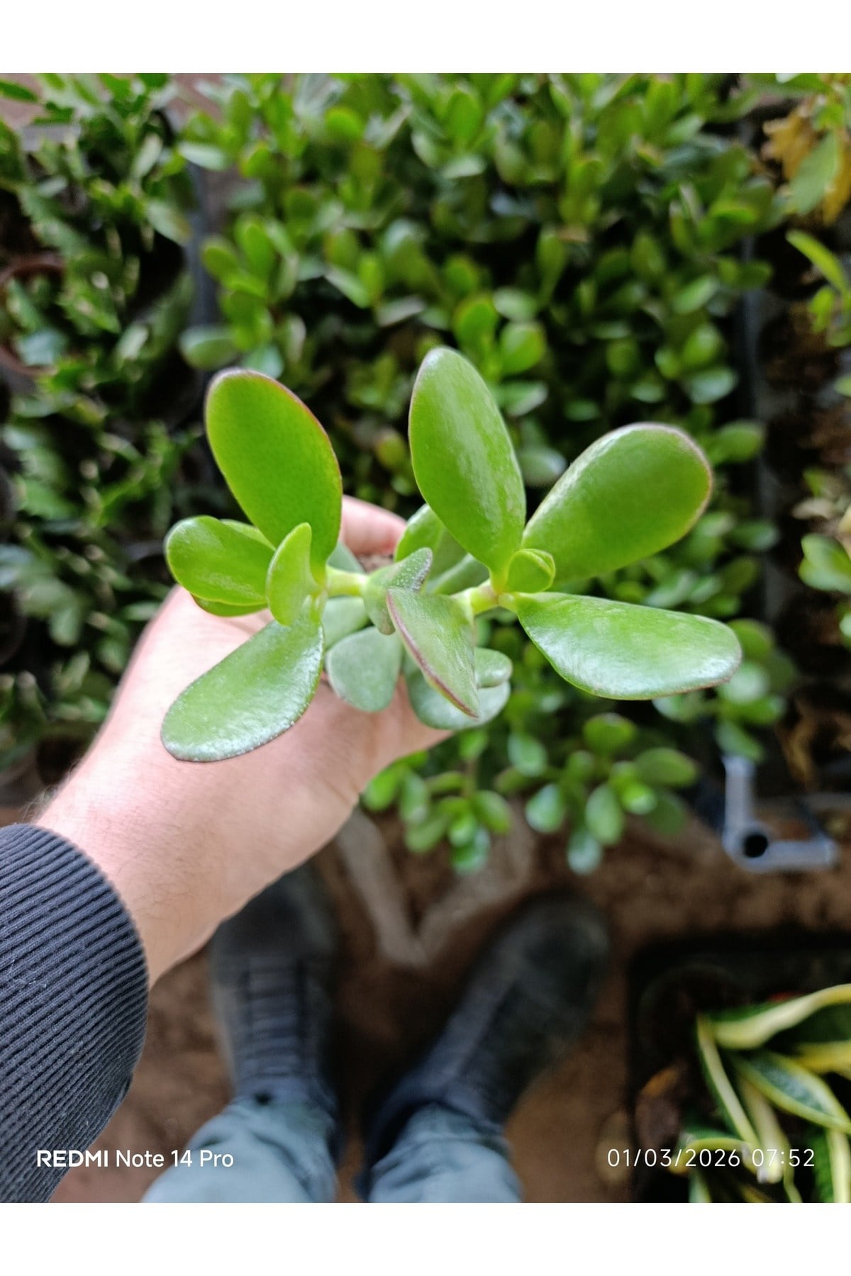 Crassula Ovata Para Ağacı - Şans ve Bereket Çiçeği - Özel Formlu Canlı Sukulent