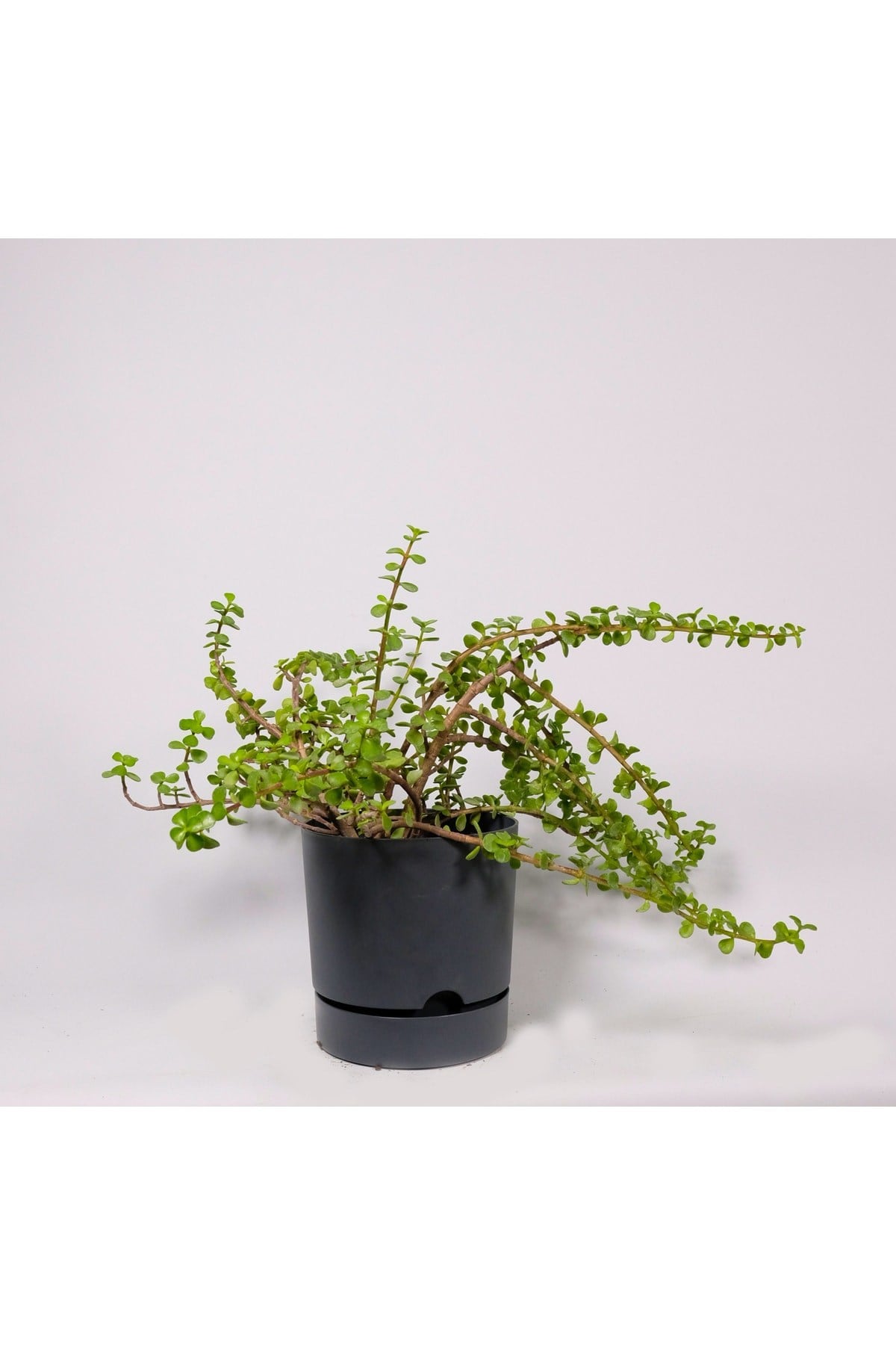 Crassula Ovata-para Çiçeği