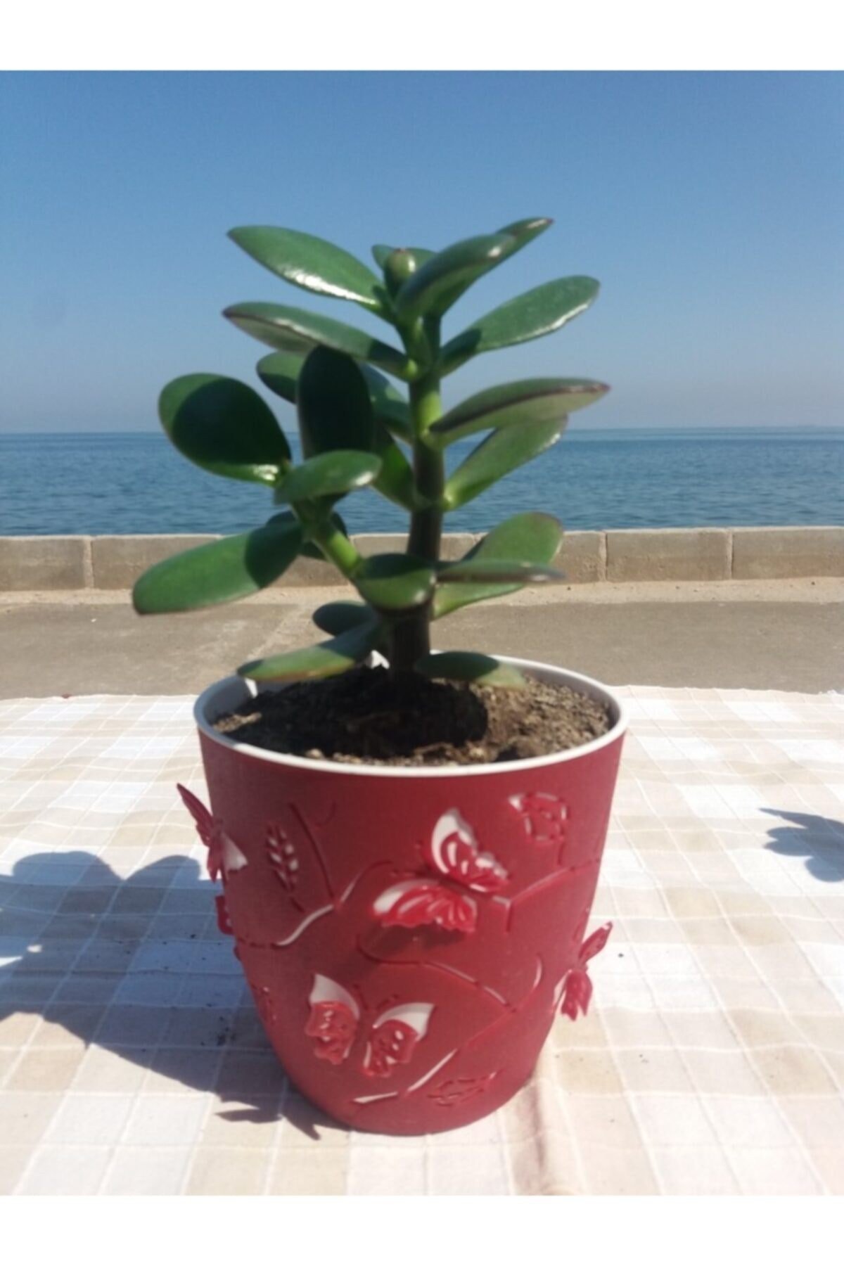 Crassula Ovata- Para Çiçeği- Bereket Bitkisi- 13-18 Cm 8 Aylık