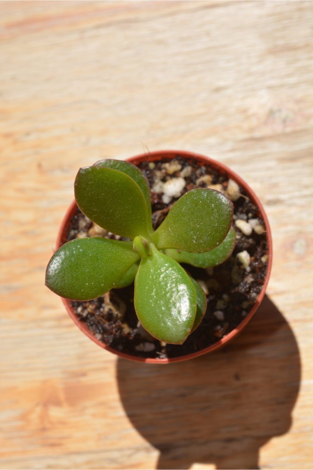Crassula Ovata-para Çiçeği