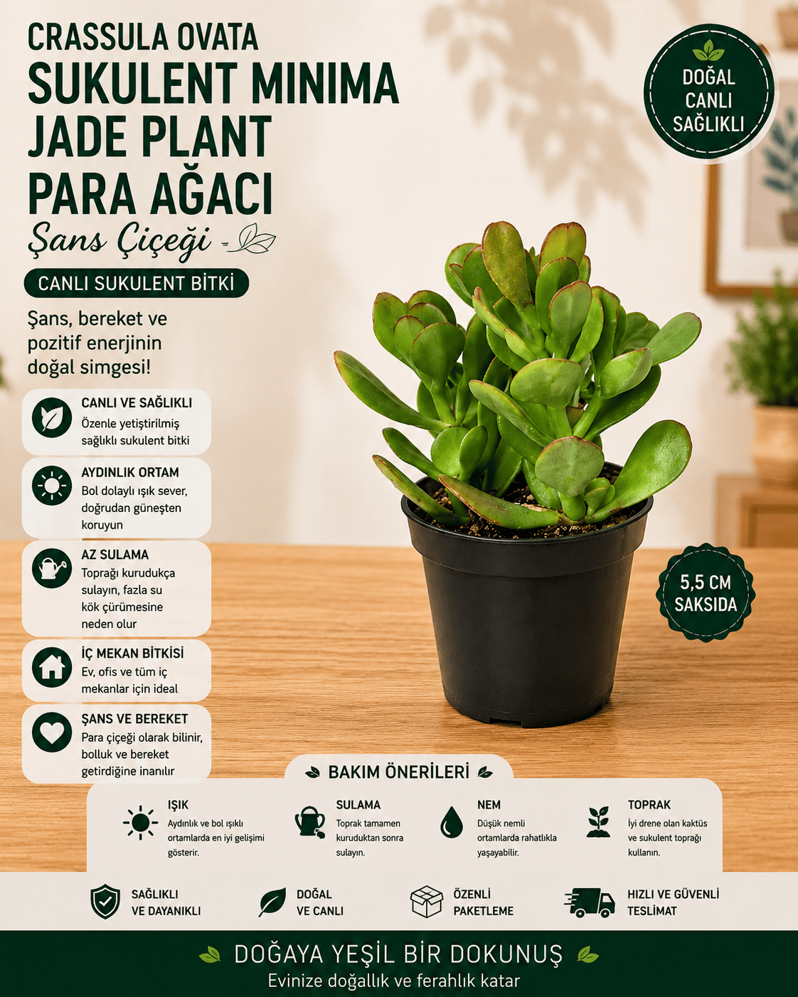 Crassula Ovata Sukulent Minima Jade Plant Para Ağacı 5,5 Cm Saksıda