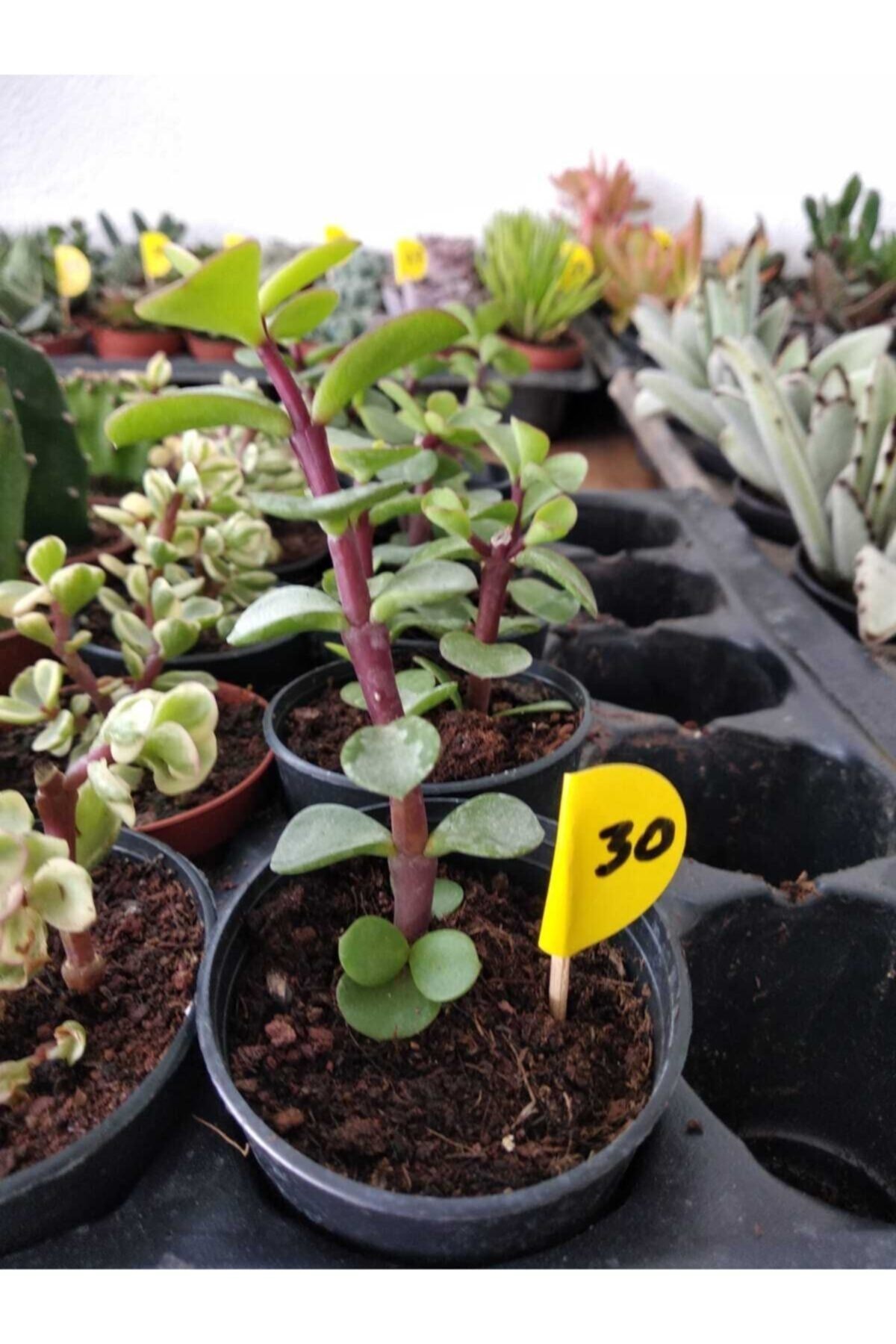 Crassula Portulacaria Afra Green Sukulent