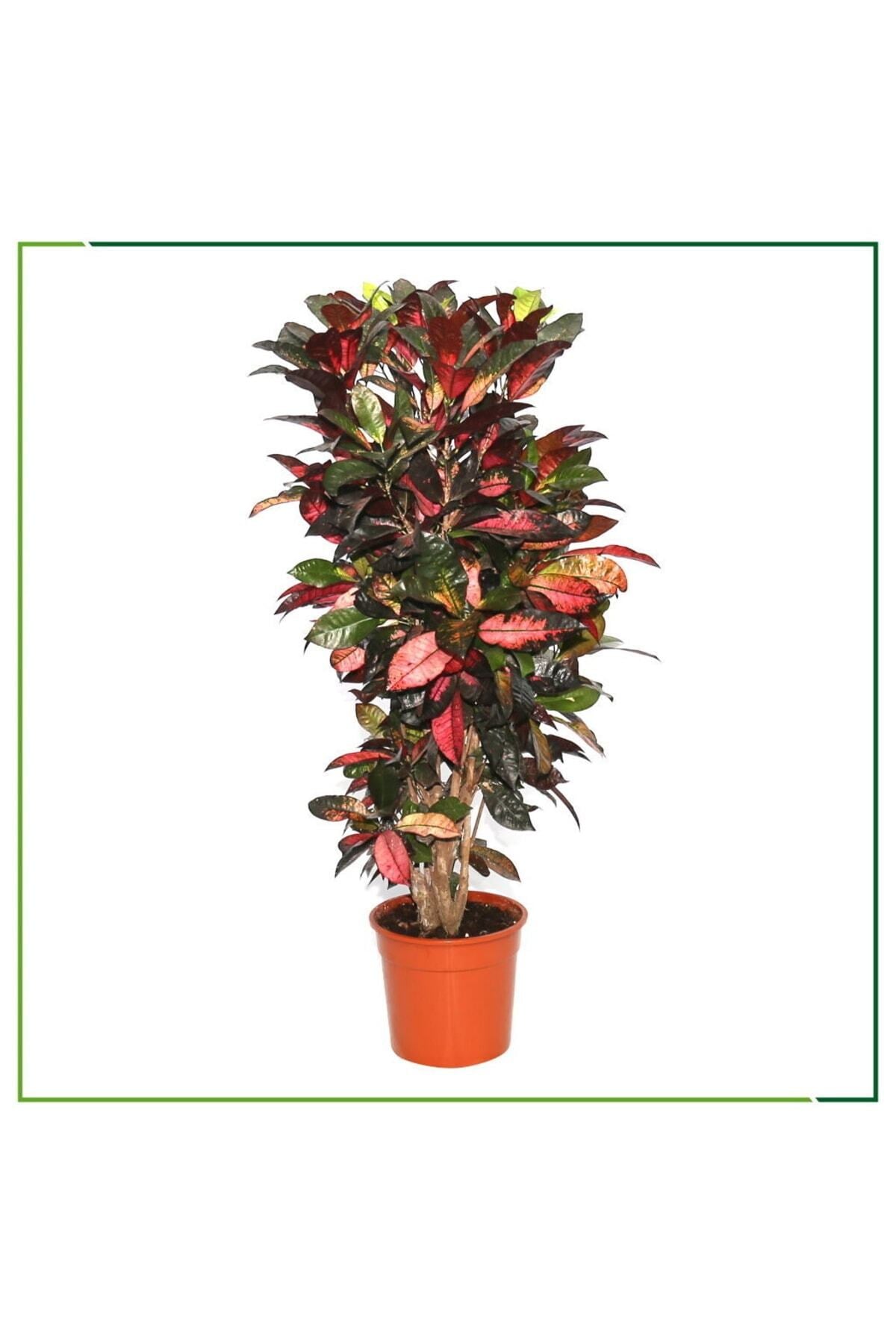 Croton Petra - 130 Cm Boyunda