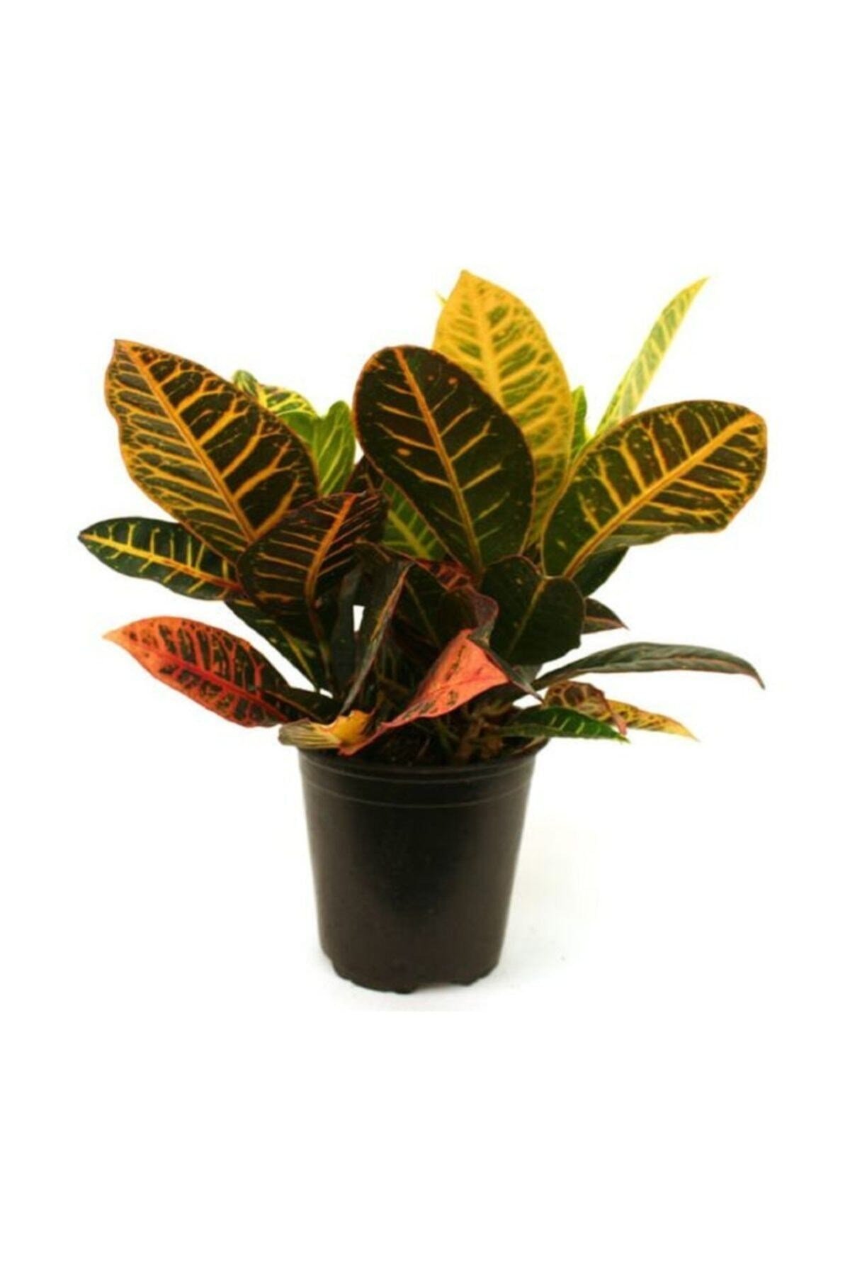 Croton Petra 50 cm Ev Bitkisi Ofis Bitkisi Salon Bitkisi