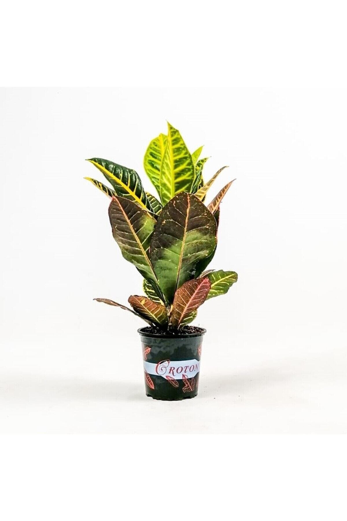 Croton Petra - Ithal Kraton Bitkisi 40-60 Cm
