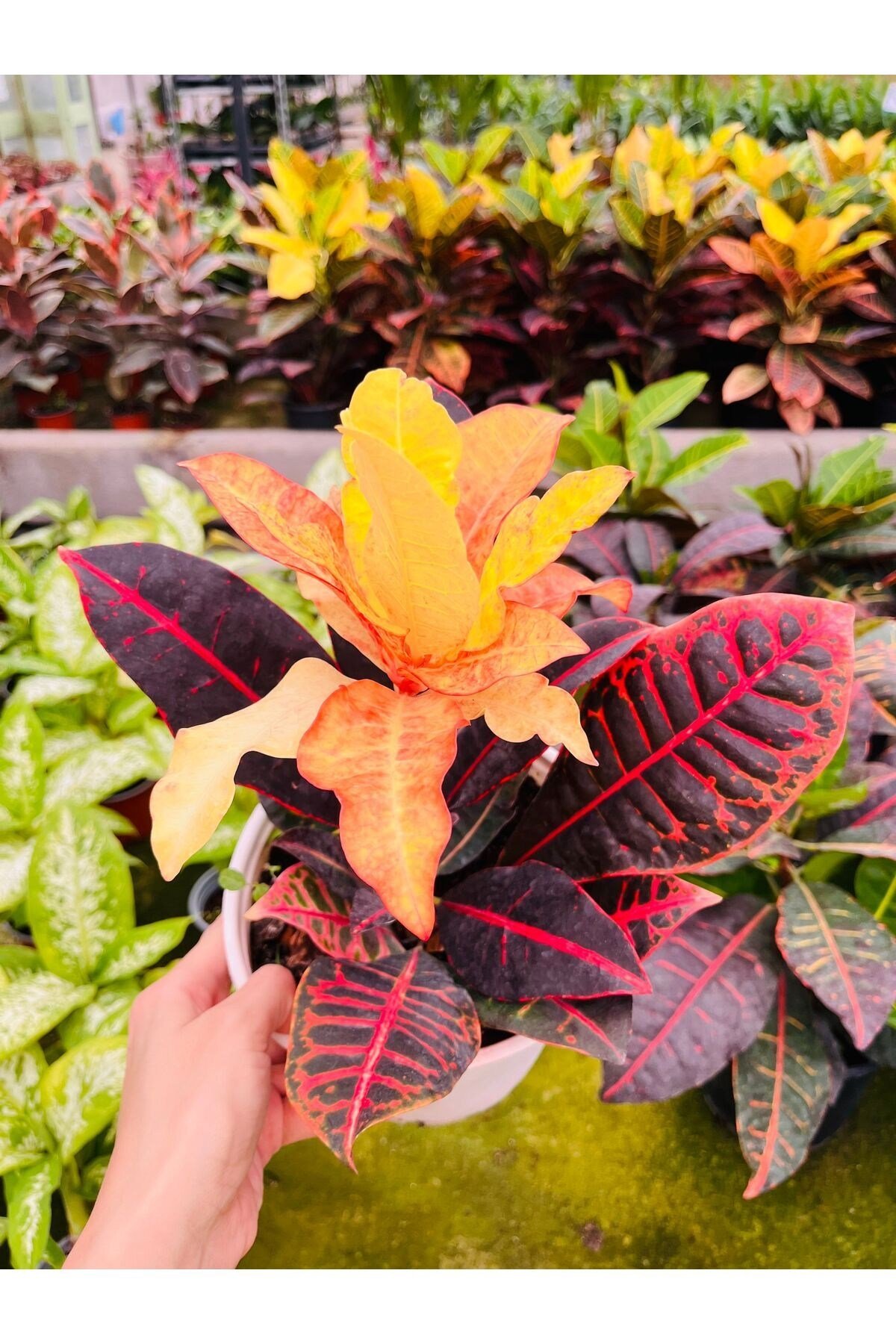 Croton Petra kraton bitkisi