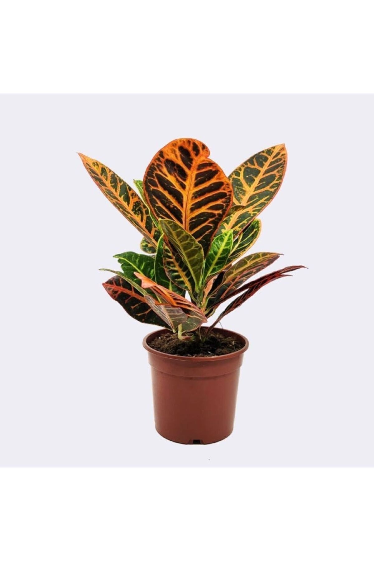 Croton Petra - Kraton Bitkisi 30-40 cm