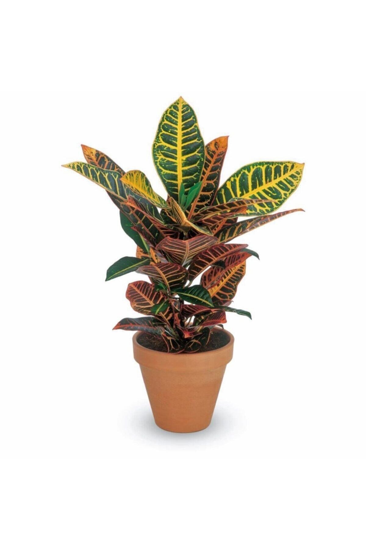 Croton Petra Kroton 17 Cm Saksıda Ev Bitkisi Ofis Bitki