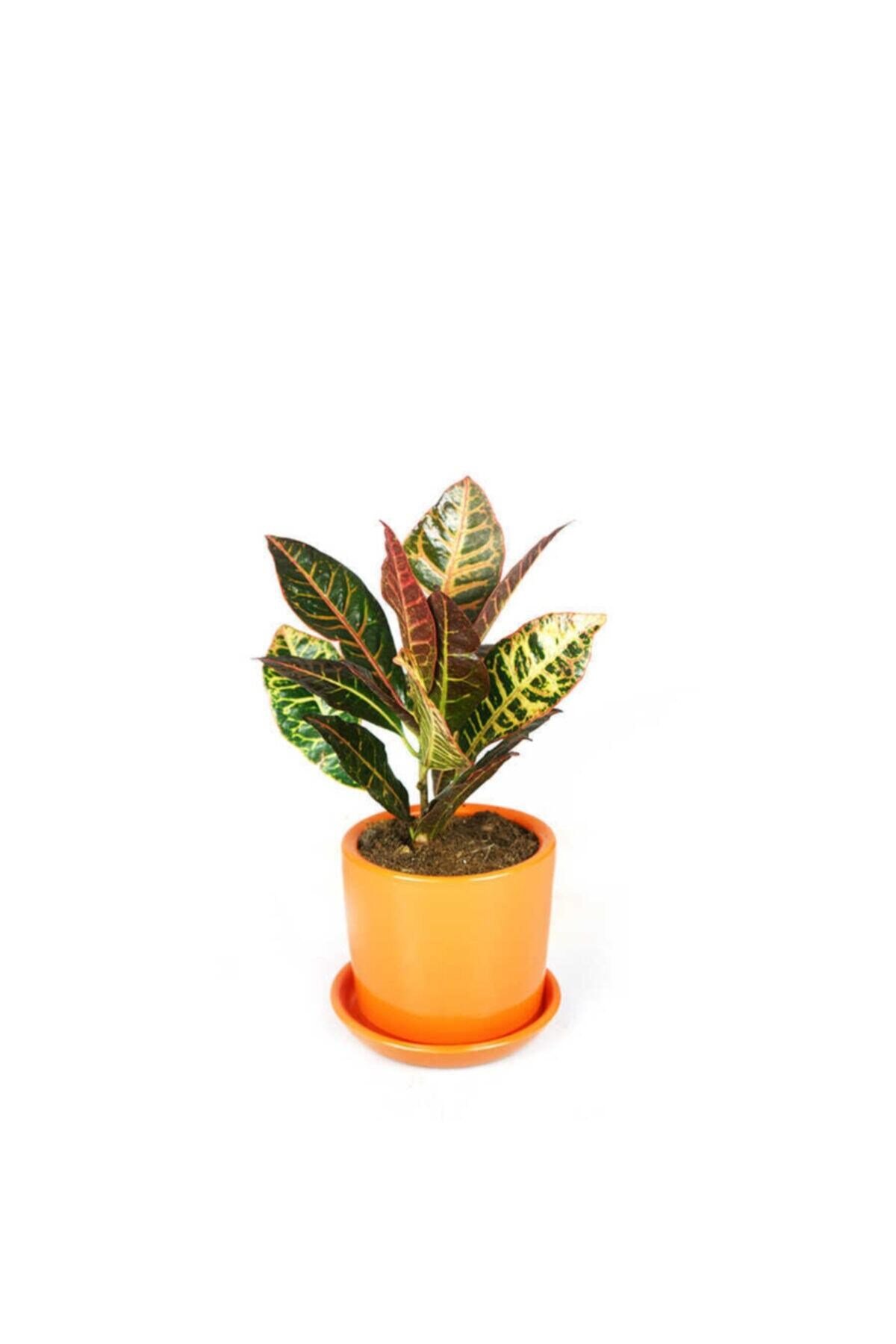 Croton Petra Terracota Saksılı