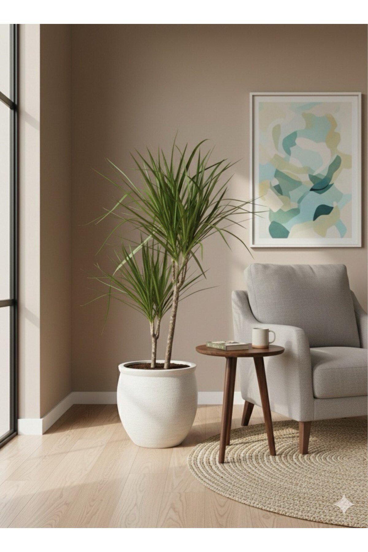 Dekoratif Saksı da Dracaena Marginata Ejder Ağacı - Madagaskar Dragon Ağacı Çift Gövde 110 cm