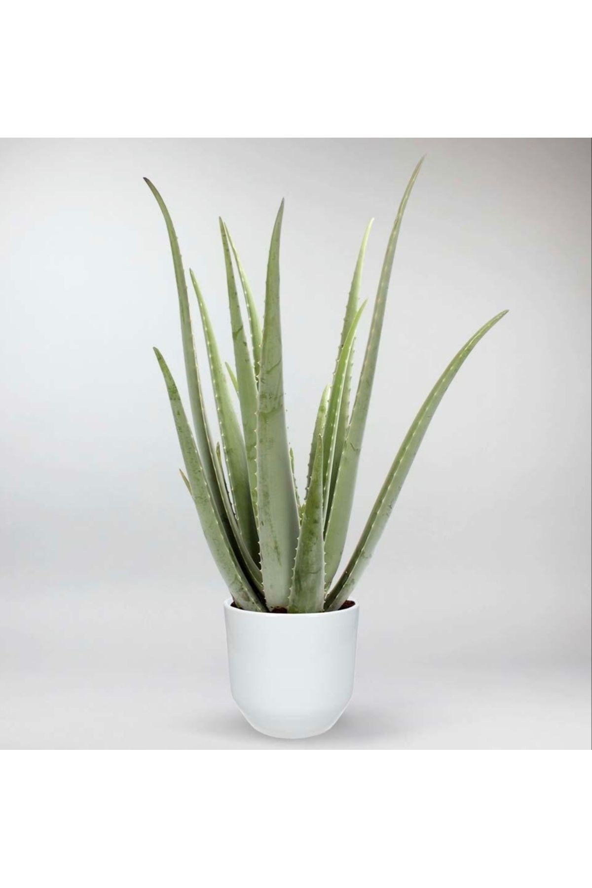 Dekoratif Saksıda Aloevera 7+9 Yaş