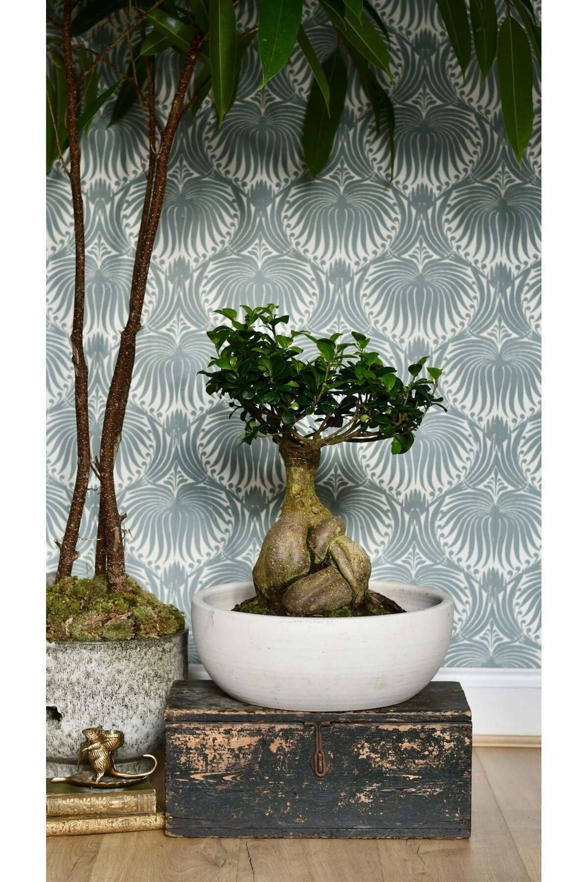 Dekoratif Saksıda Bonsai Ficus Gingseng 2500 gr Gövde 50 cm