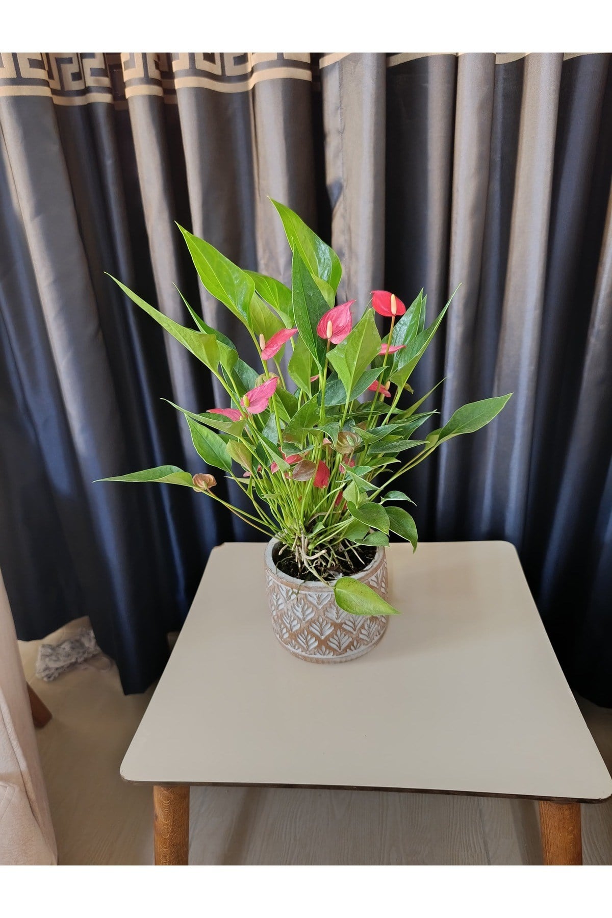 Dekoratif Taş Saksıda Antoryum (Flamingo) Çiçeği