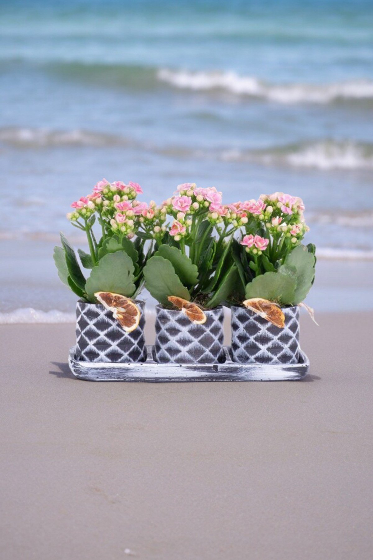 Dekoratif Taş saksılarda kalanşo bitkileri kalanchoe 001lp