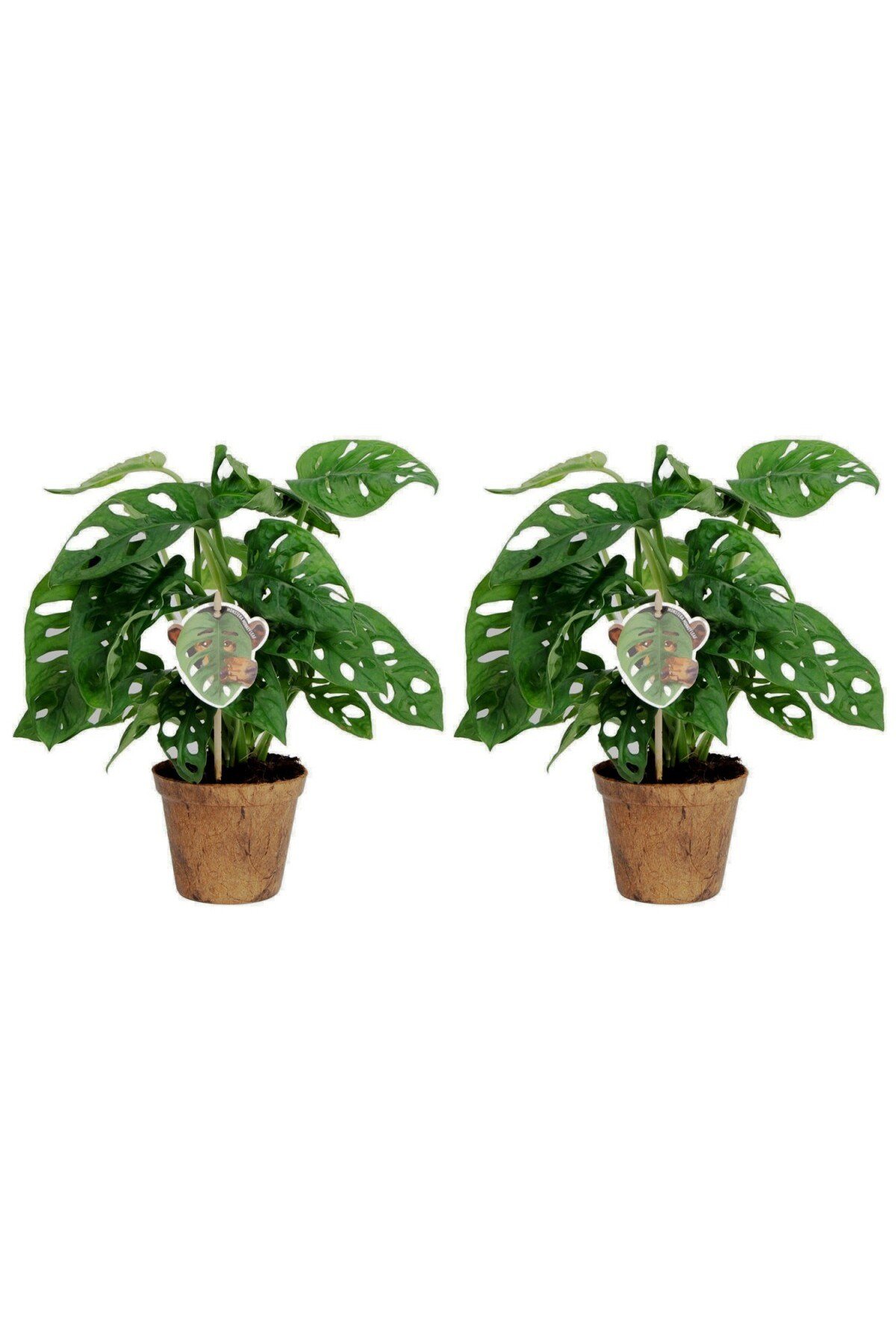 Delikli Devetabanı (MONSTERA ADANSONİİ MONKEY) Saksılı 2 Adet