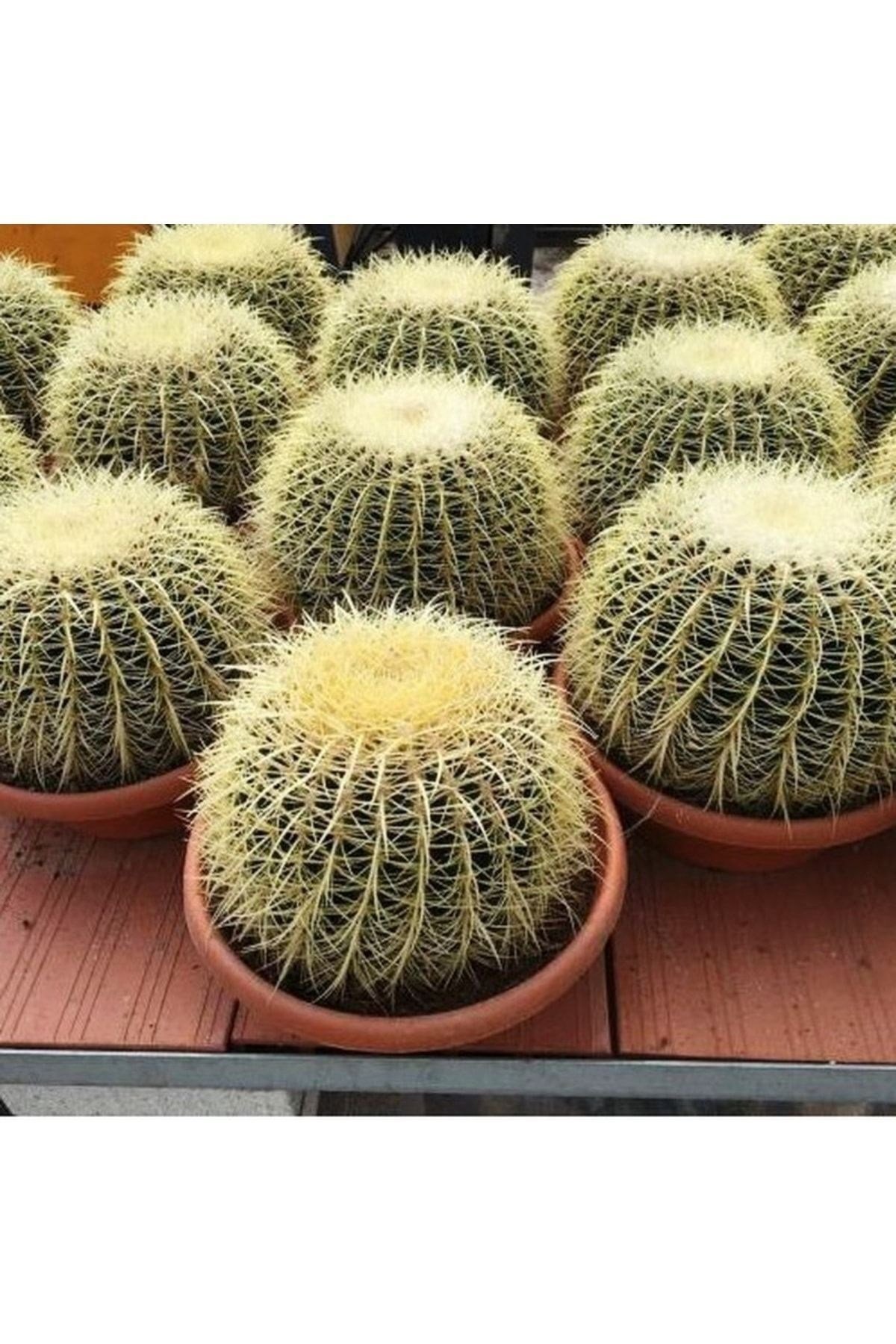Dev Altın Fıçı Kaktüs 25-30 Cm