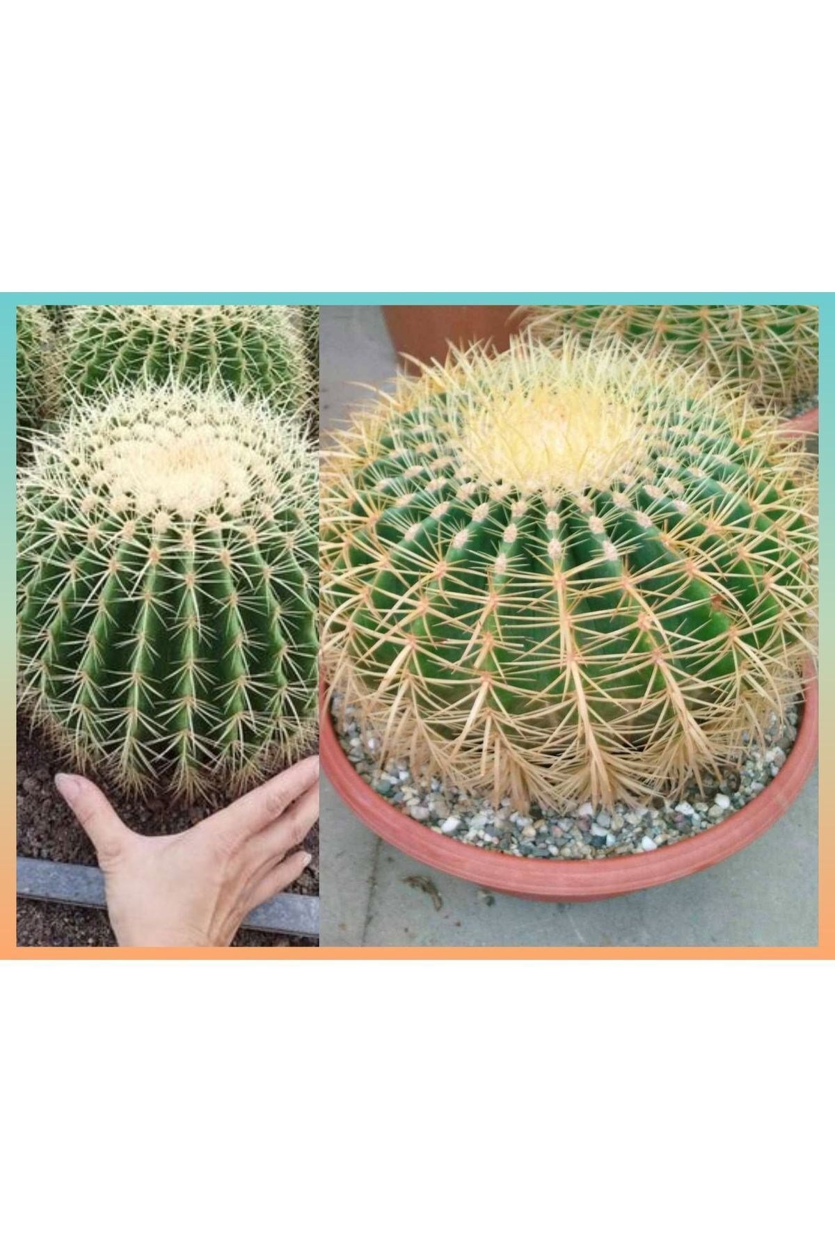 Dev Altın Fıçı Kaktüs 25-30 cm