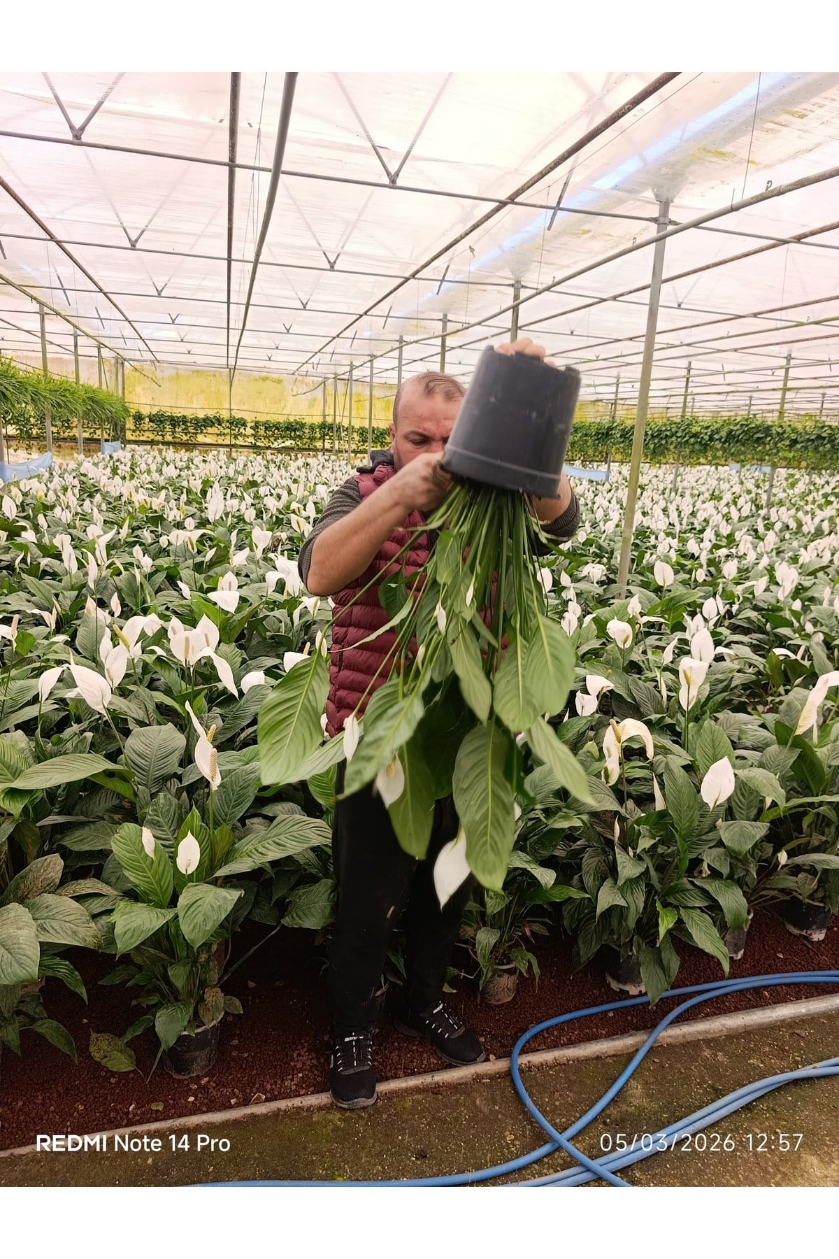 Dev Boy Barış Çiçeği Spathiphyllum Sensation - 100+ cm İthal Salon Bitkisi Ev Hediyesi Yelken Çiçeği