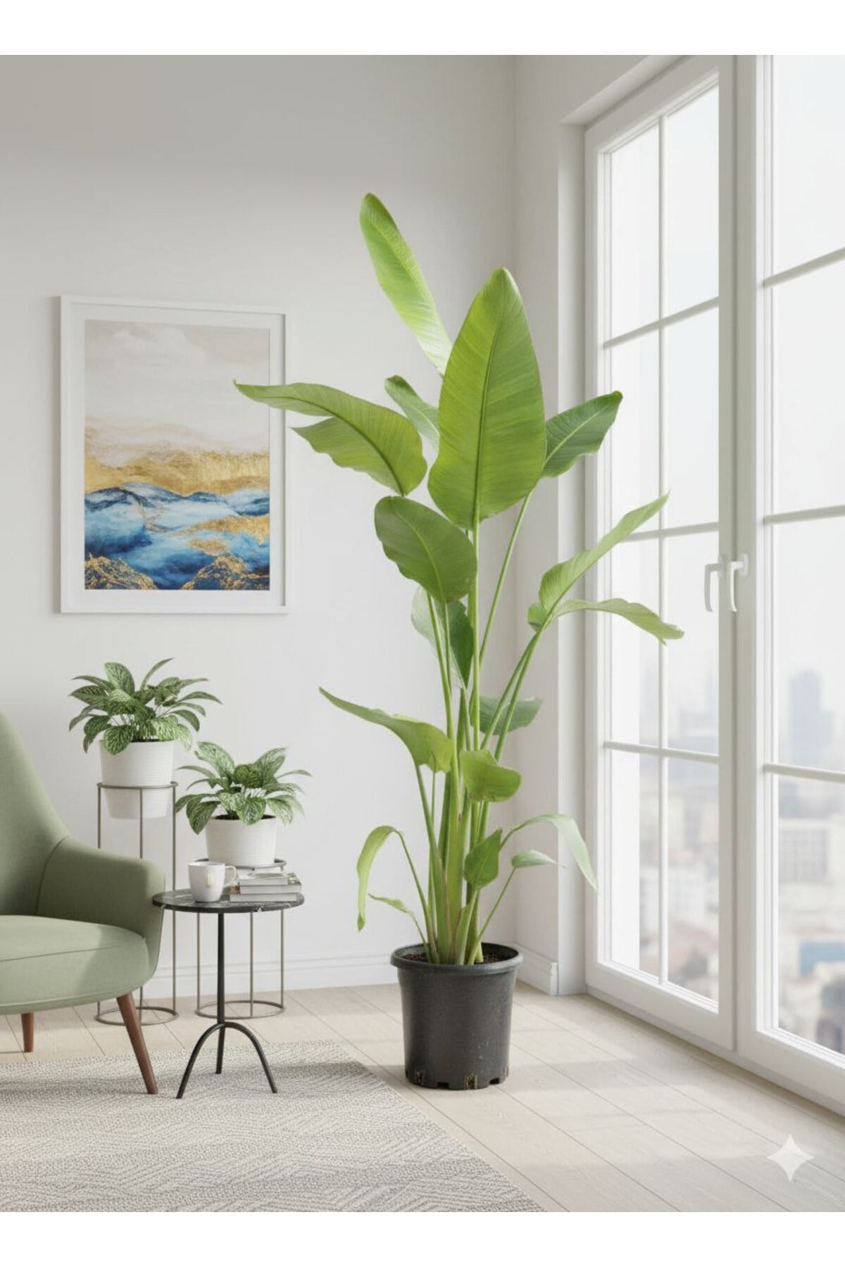 Dev Cennet Kuşu Starliçe 3 Köklü 200 - 250 cm