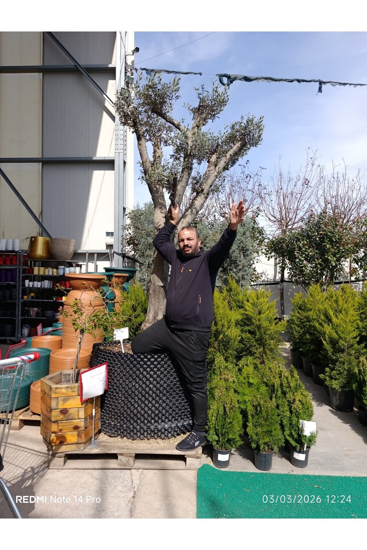 Dev Gövdeli Saksılı Zeytin Ağacı – Peyzajlık Olgun Zeytin Fidanı Bahçe ve Teras İçin