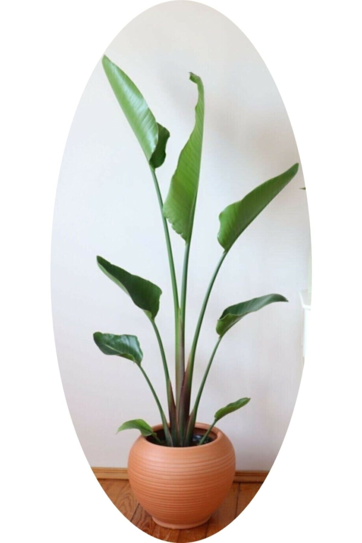 Dev Strelitzia Reginae/ Starliçe 150-180 Cm