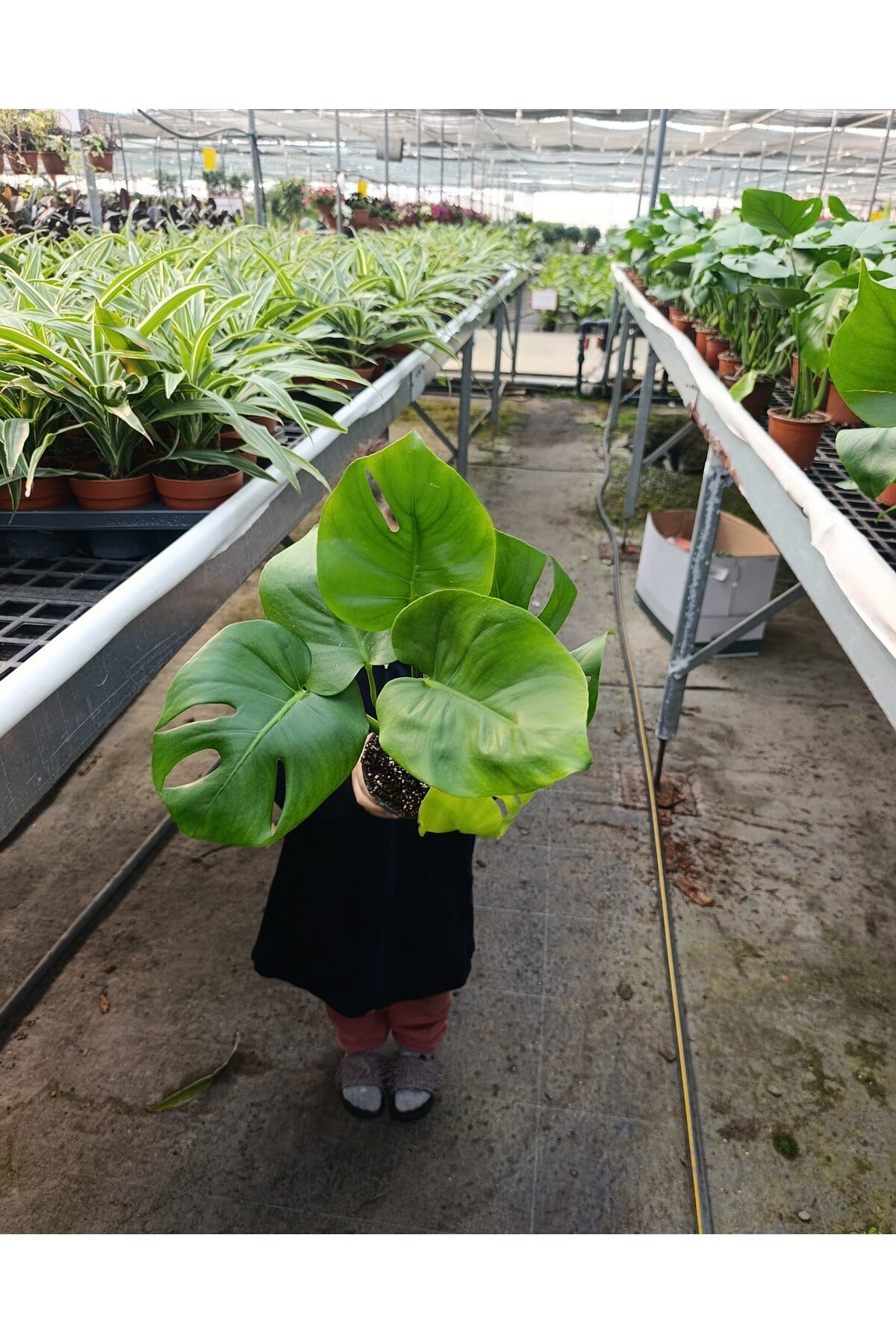 Dev Yapraklı Formlu İkili Deve Tabanı - Monstera Deliciosa Canlı Ev Ofis Bitkisi + Hediyelik Özel