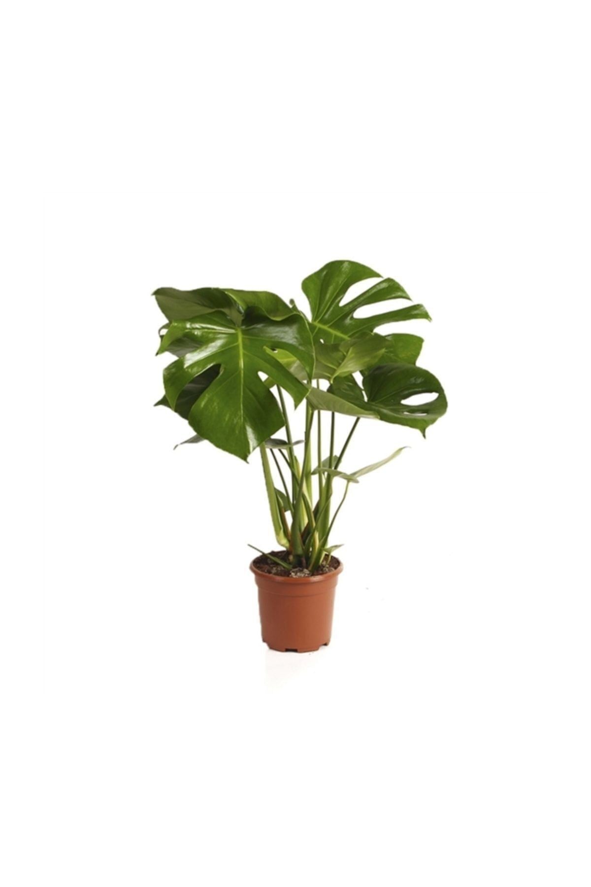 Deve Tabanı Bitkisi 90 110 Cm Monstera Deliciosa Bitkisi Ev Bitkisi Ofis Bitkisi Salon Bitkisi