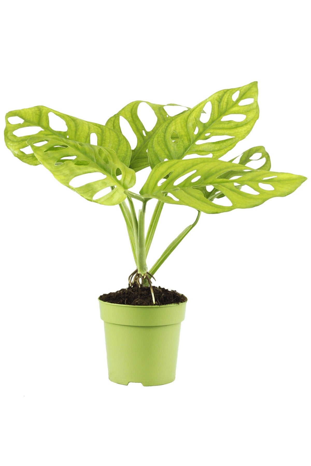 Deve Tabanı ( Monstera Monkey )
