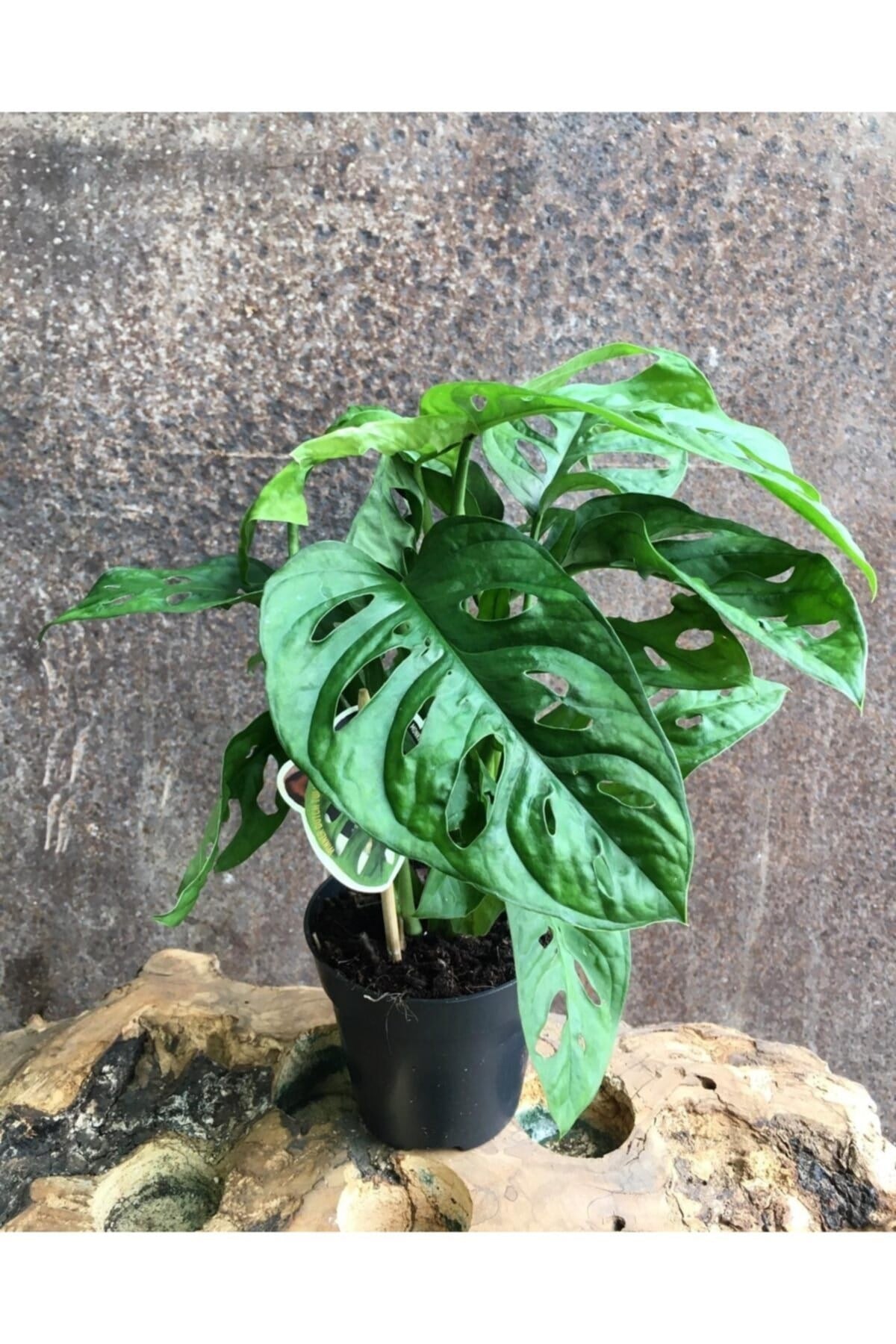 Deve Tabanı, Monstera Obliqua, Monstera Monkey, Delikli