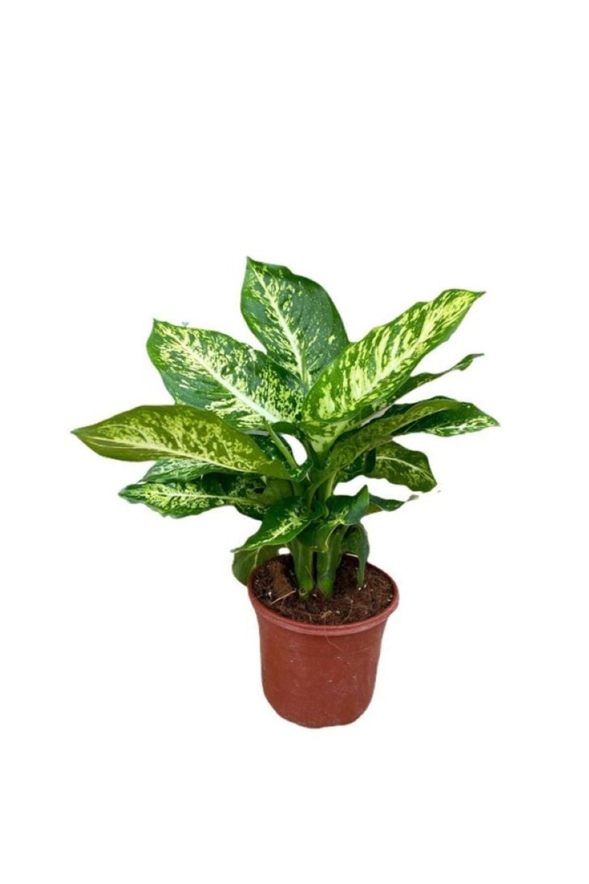 Dieffenbachia Camilla - Ağlayan Çiçek 30-50 Cm